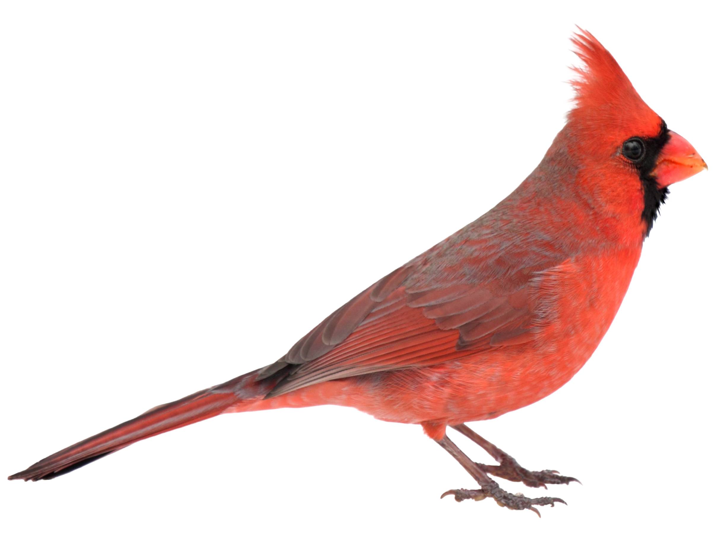 A photo of a Northern Cardinal (Cardinalis cardinalis), male