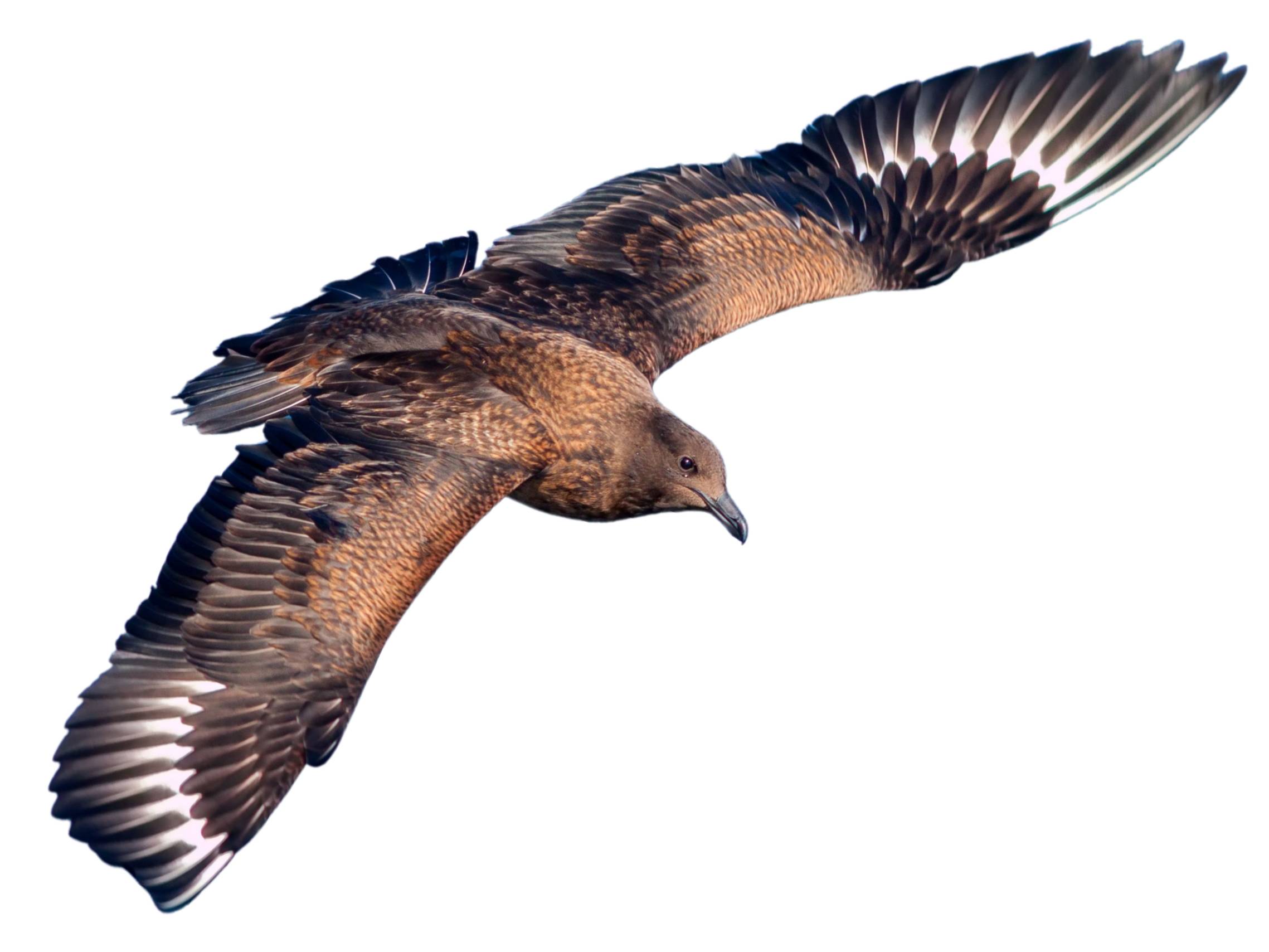 A photo of a Great Skua (Stercorarius skua)