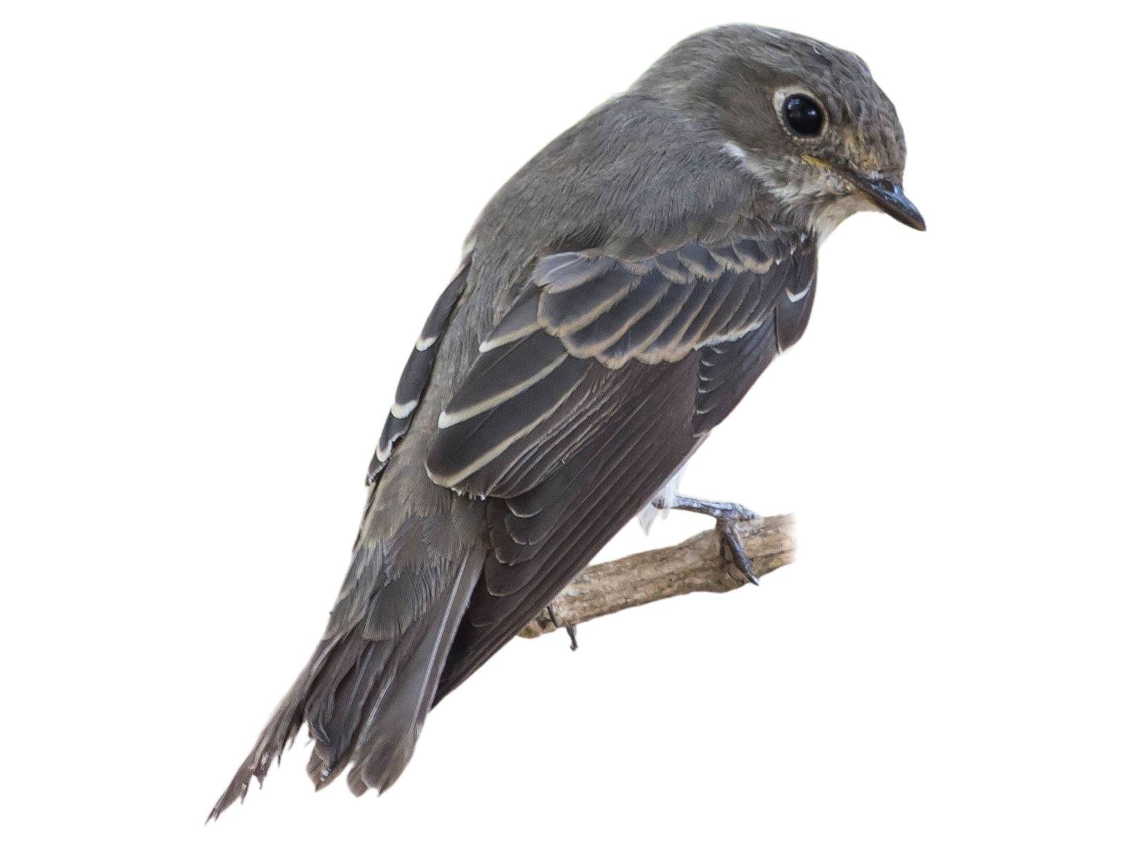 A photo of a Dark-sided Flycatcher (Muscicapa sibirica)