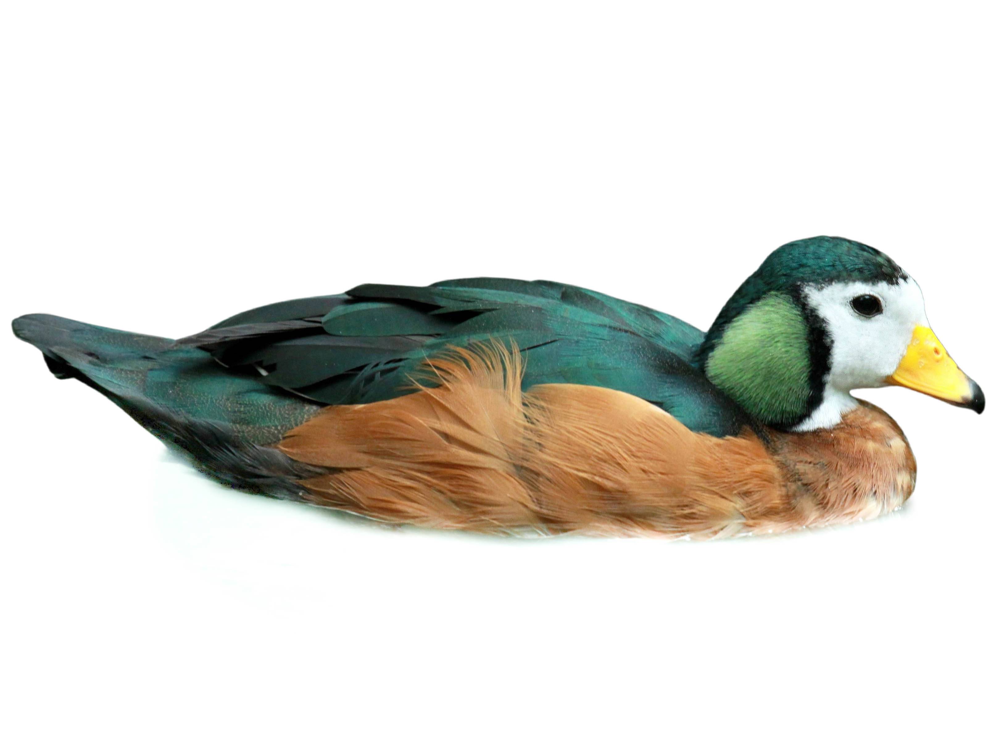 A photo of a African Pygmy Goose (Nettapus auritus), male