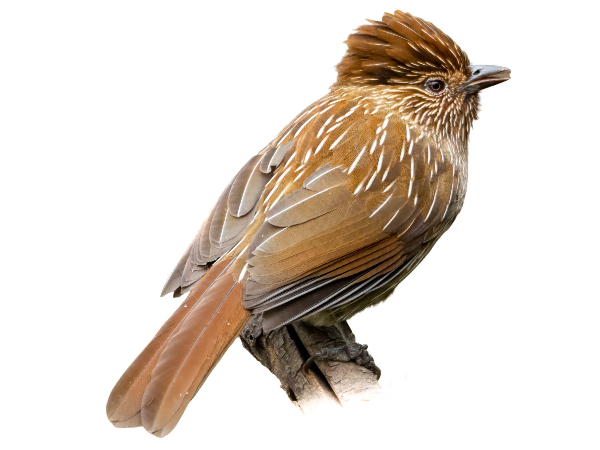 A photo of a Striated Laughingthrush (Grammatoptila striata)