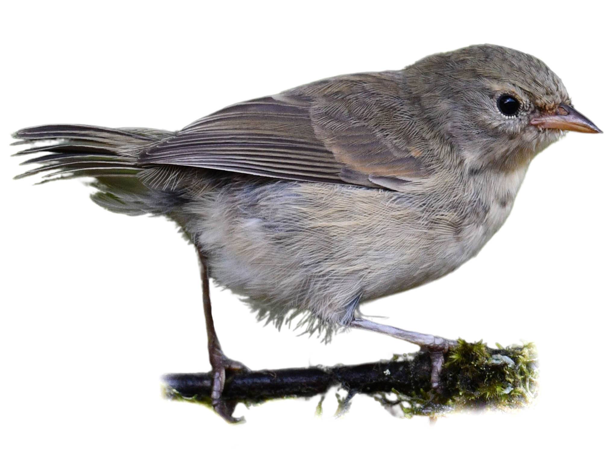 A photo of a Green Warbler-Finch (Certhidea olivacea)