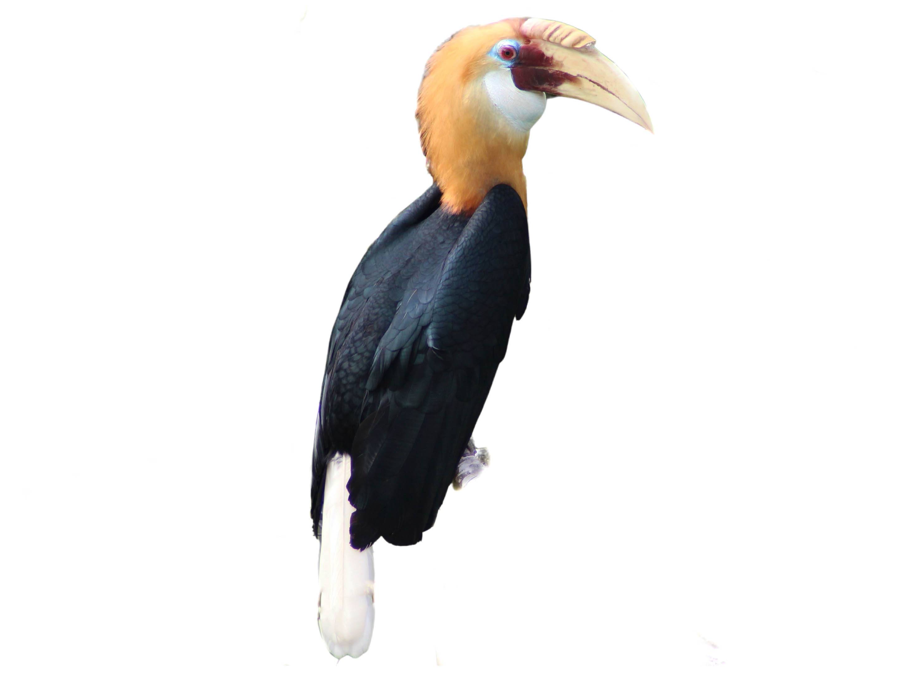 A photo of a Blyth's Hornbill (Rhyticeros plicatus), male