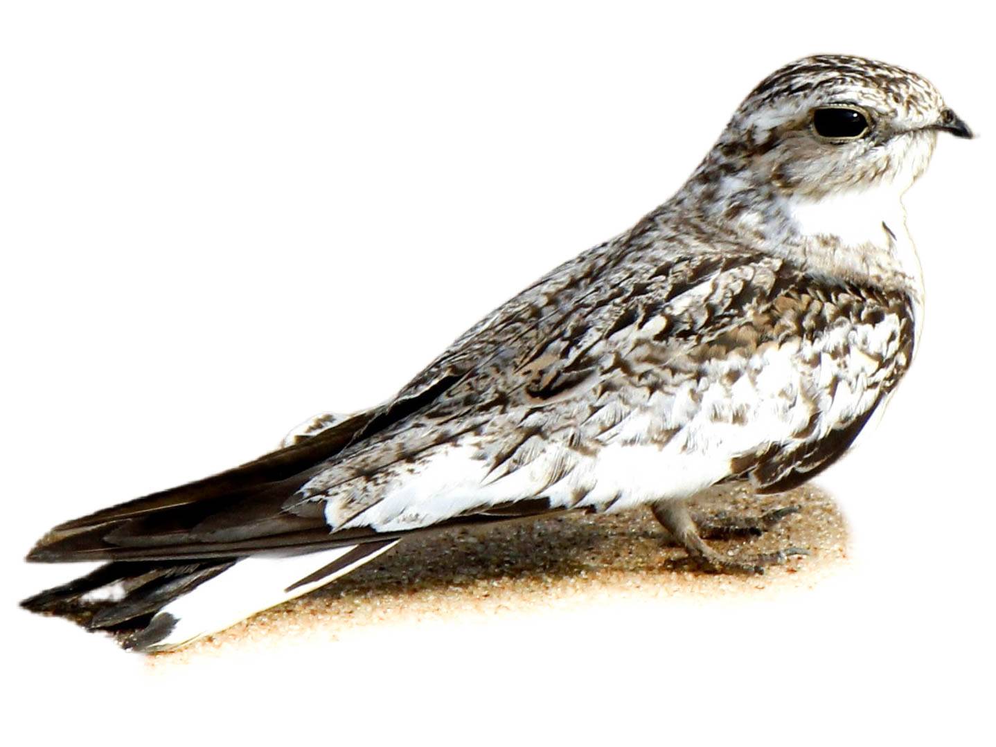 A photo of a Sand-colored Nighthawk (Chordeiles rupestris)