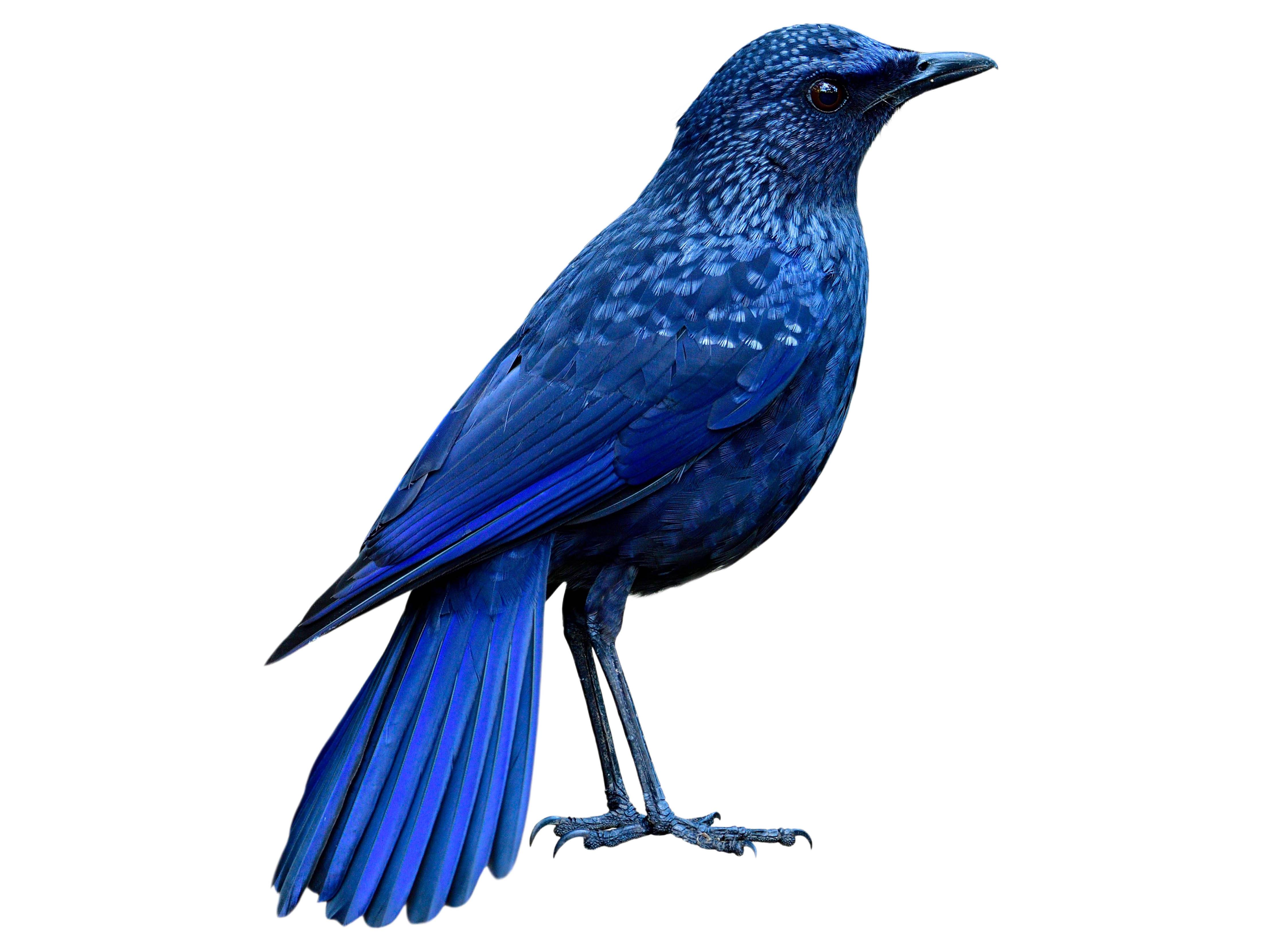 A photo of a Blue Whistling Thrush (Myophonus caeruleus)