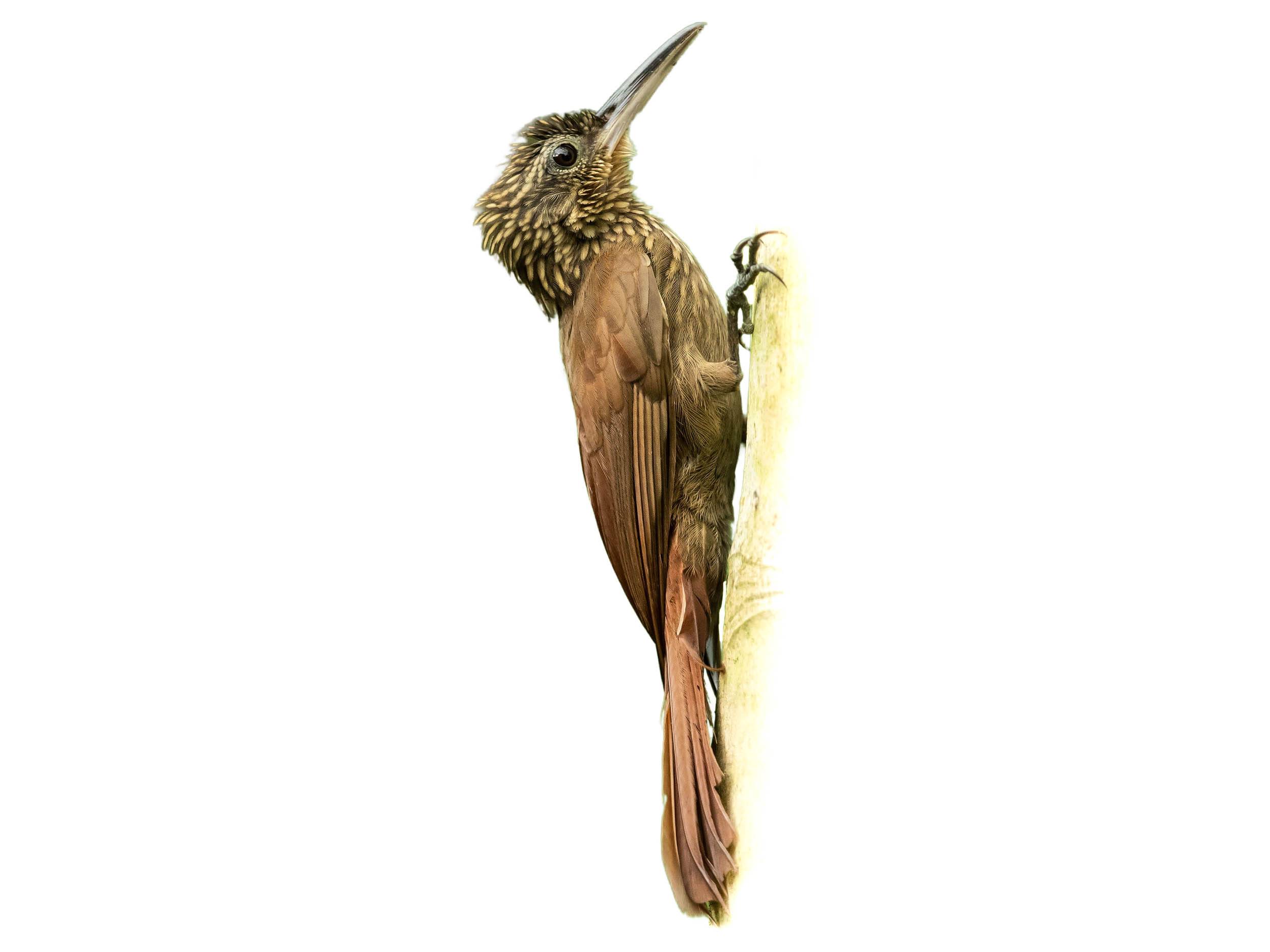 A photo of a Cocoa Woodcreeper (Xiphorhynchus susurrans)