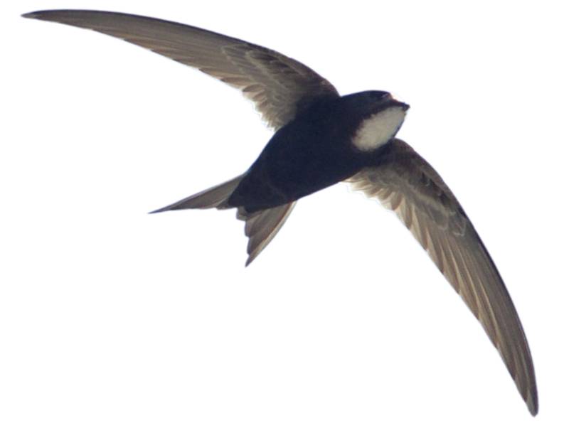 A photo of a White-rumped Swift (Apus caffer)