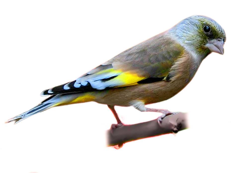 A photo of a Grey-capped Greenfinch (Chloris sinica)