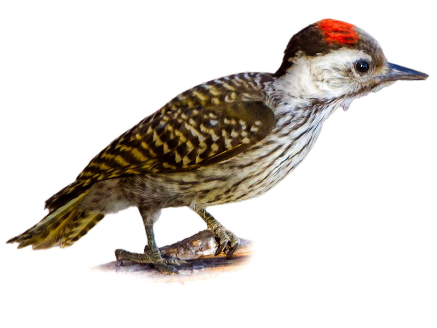 A photo of a Cardinal Woodpecker (Dendropicos fuscescens), male