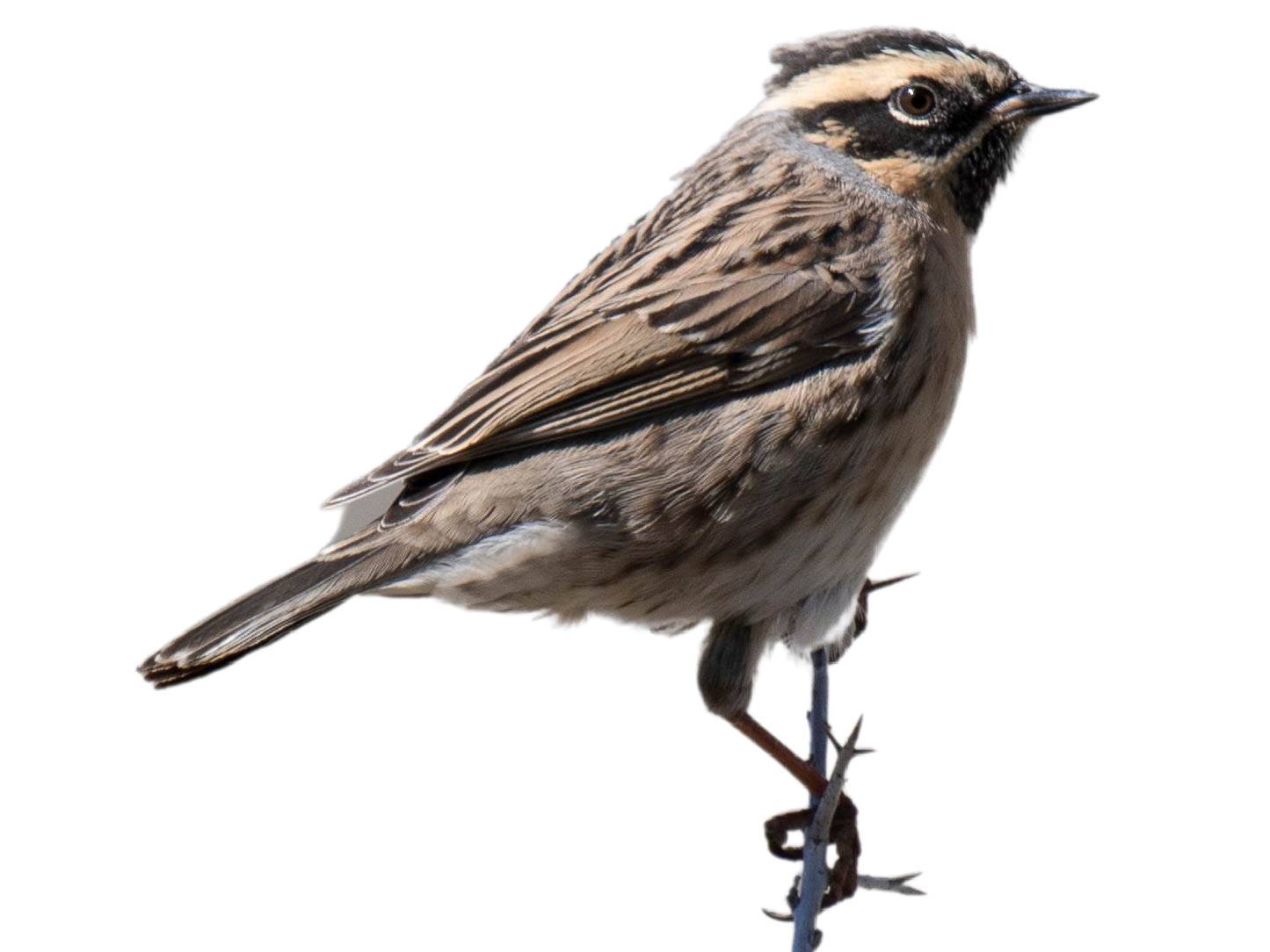 A photo of a Black-throated Accentor (Prunella atrogularis)