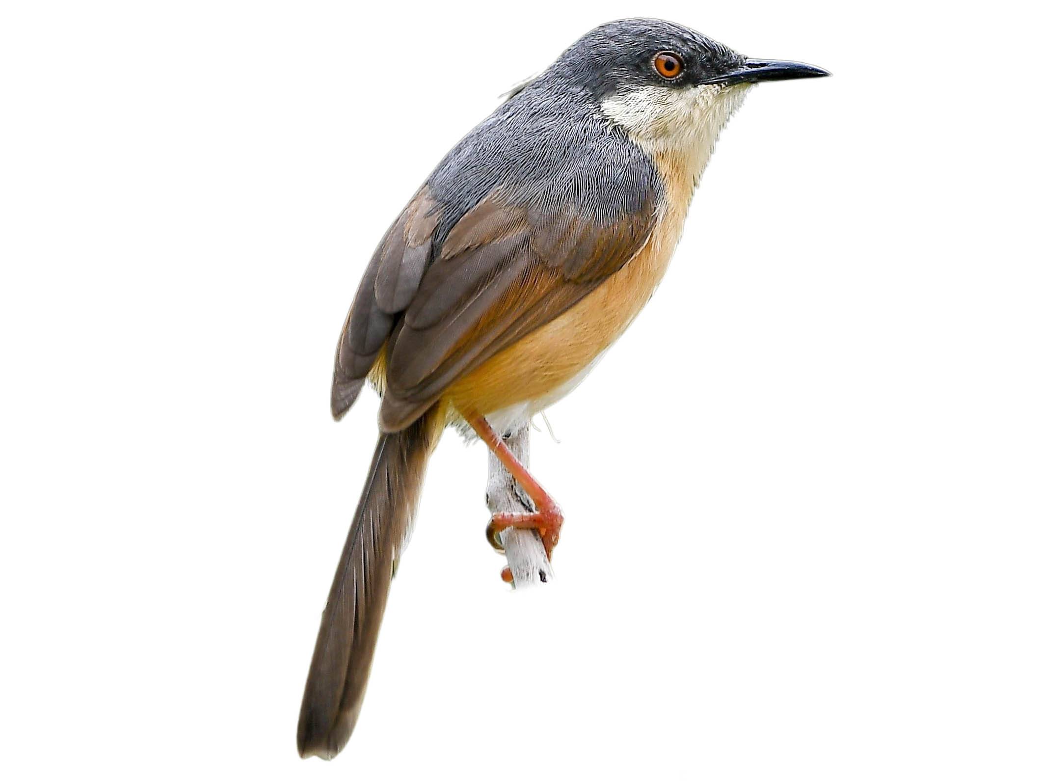 A photo of a Ashy Prinia (Prinia socialis)