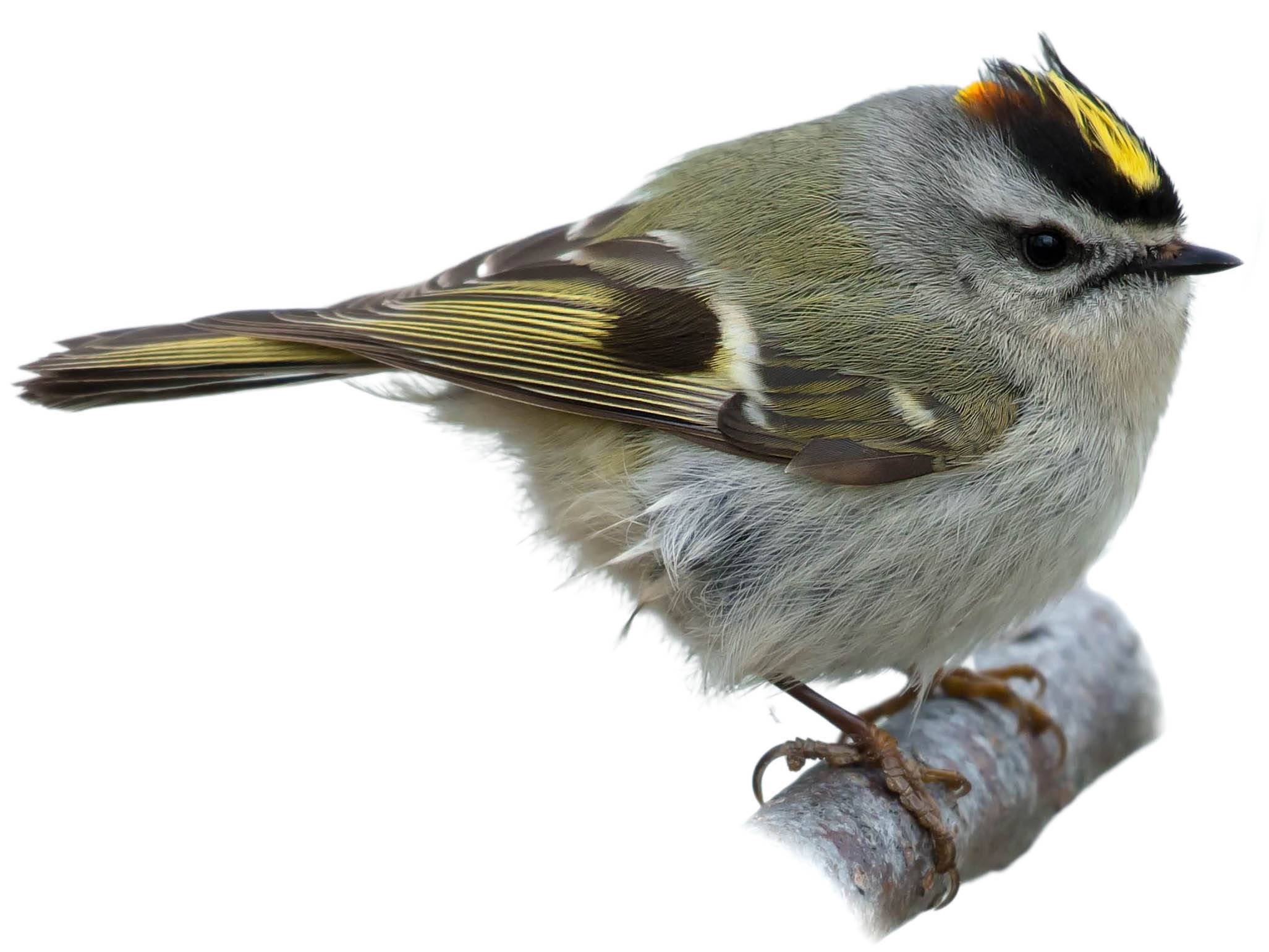 A photo of a Golden-crowned Kinglet (Regulus satrapa), male