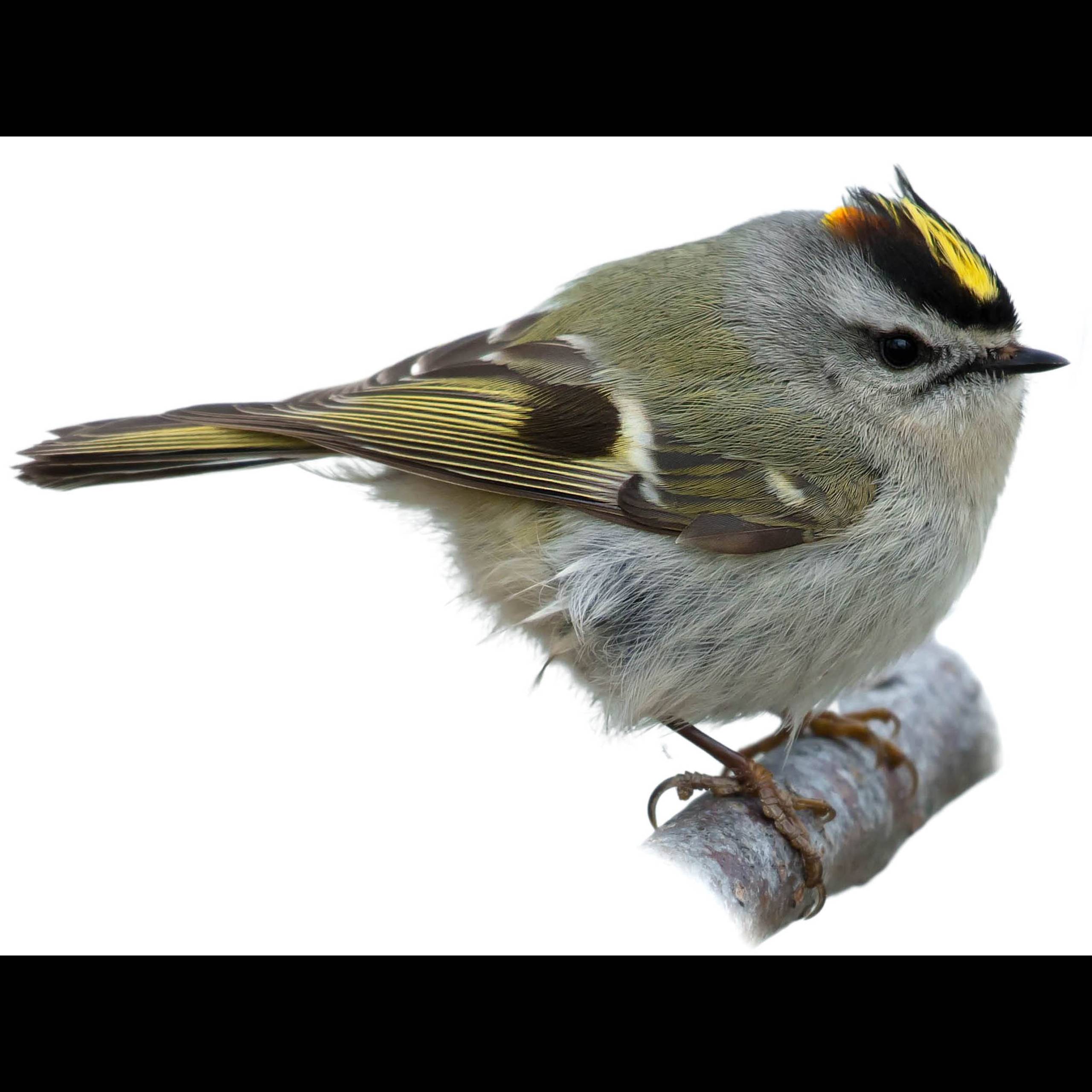 Kniglet Golden-crowned Kinglet (Regulus satrapa) identification - Birda