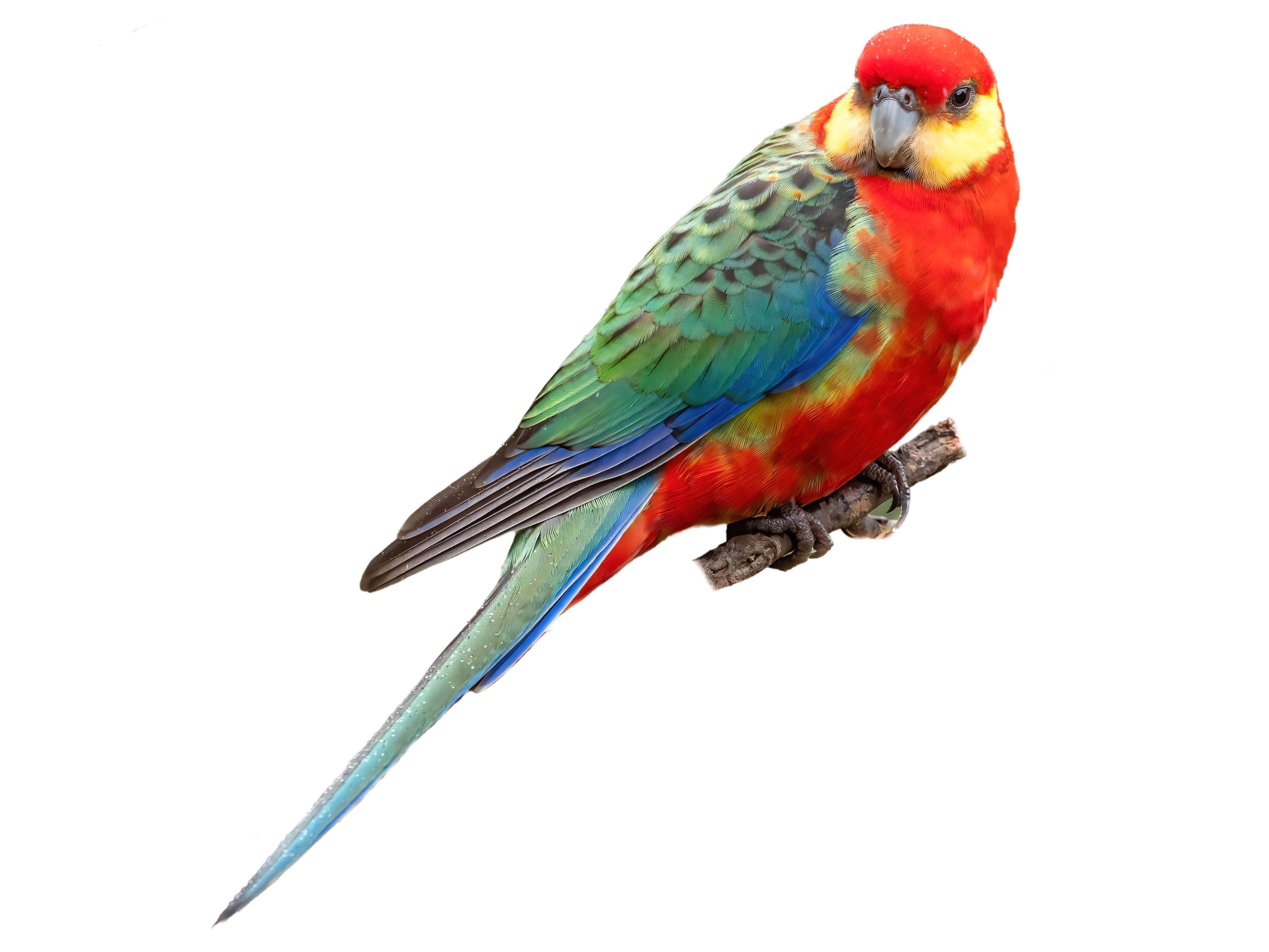 A photo of a Western Rosella (Platycercus icterotis), male