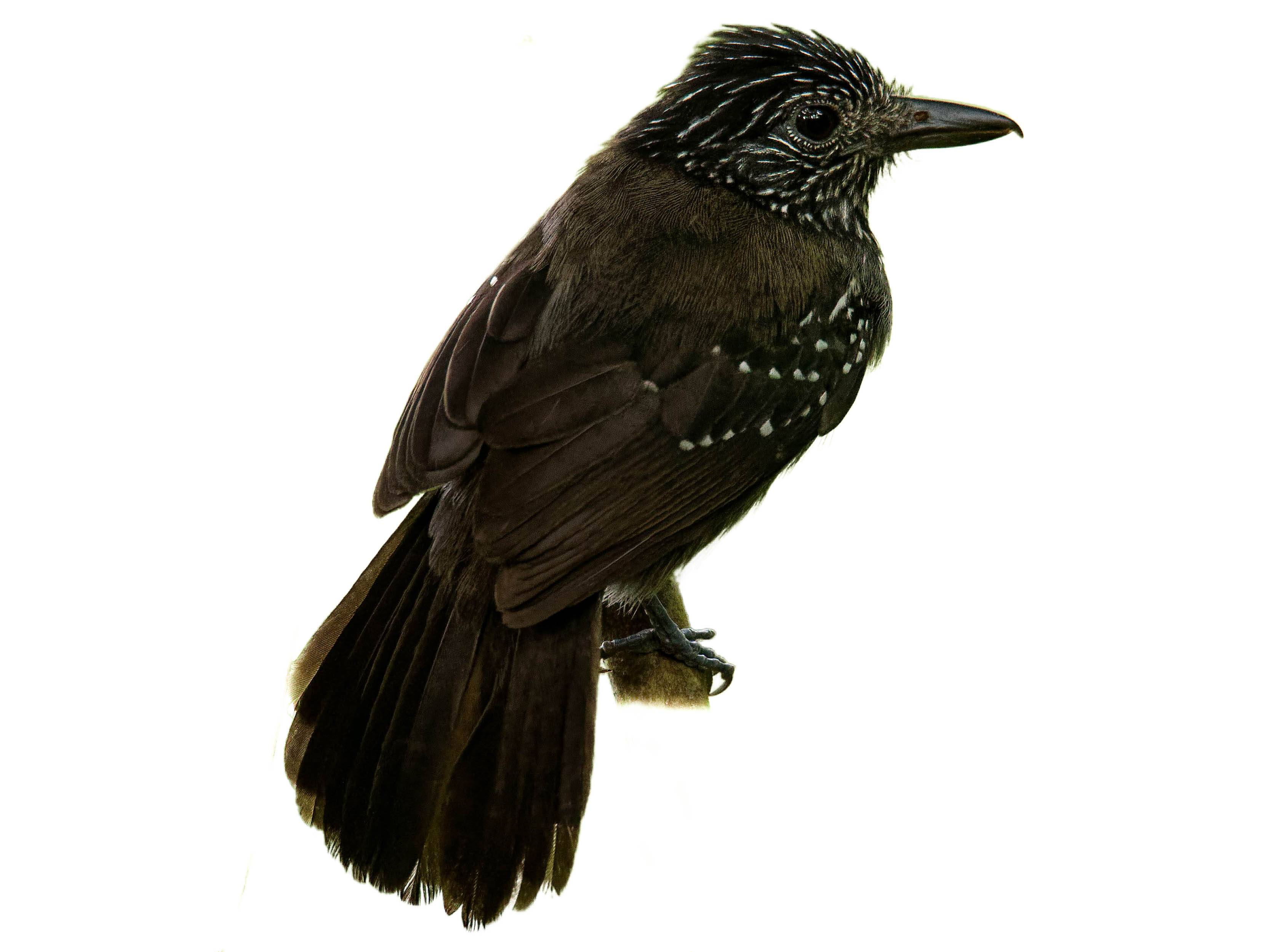 A photo of a Black-hooded Antshrike (Thamnophilus bridgesi), male