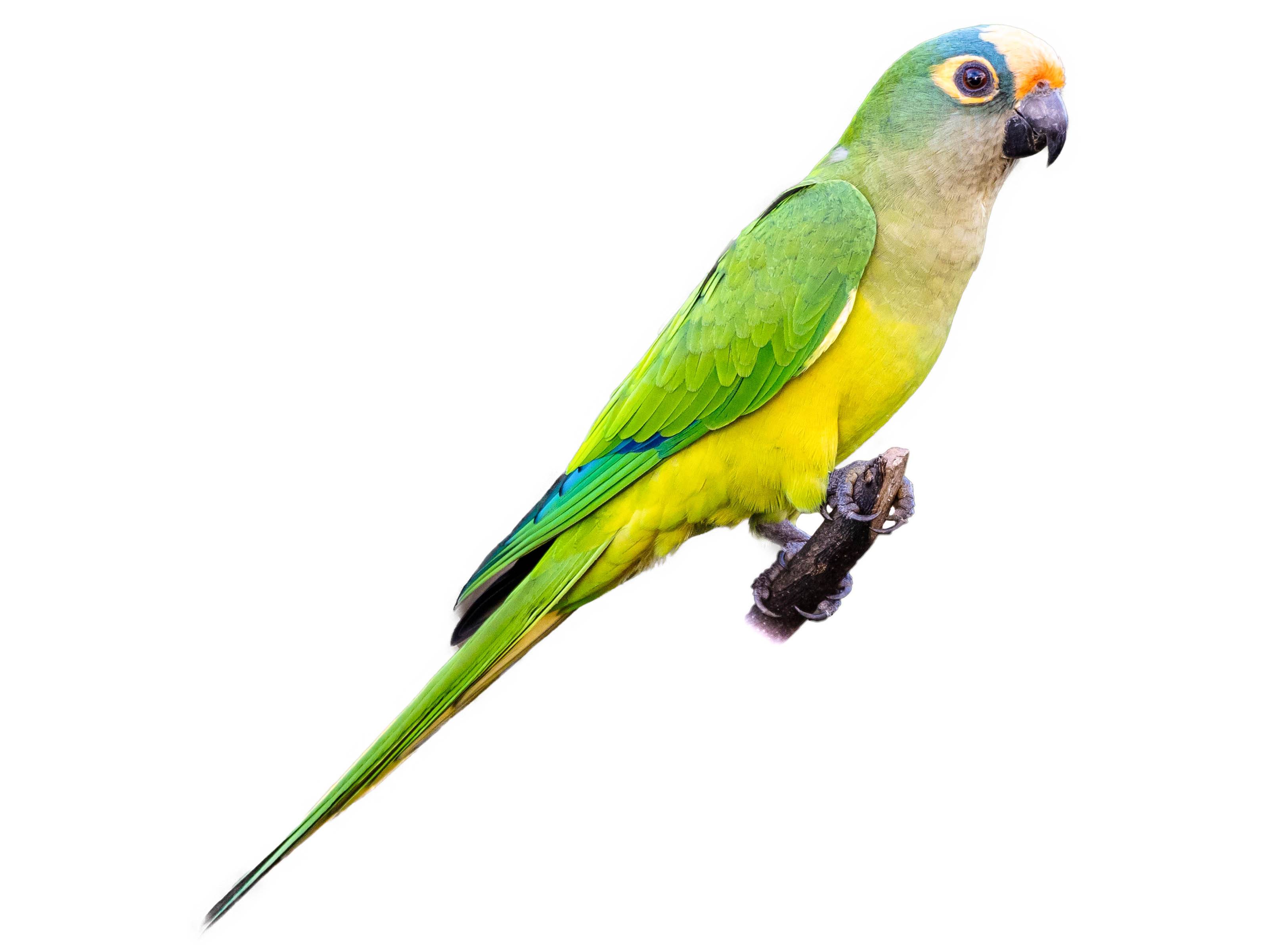 A photo of a Peach-fronted Parakeet (Eupsittula aurea)