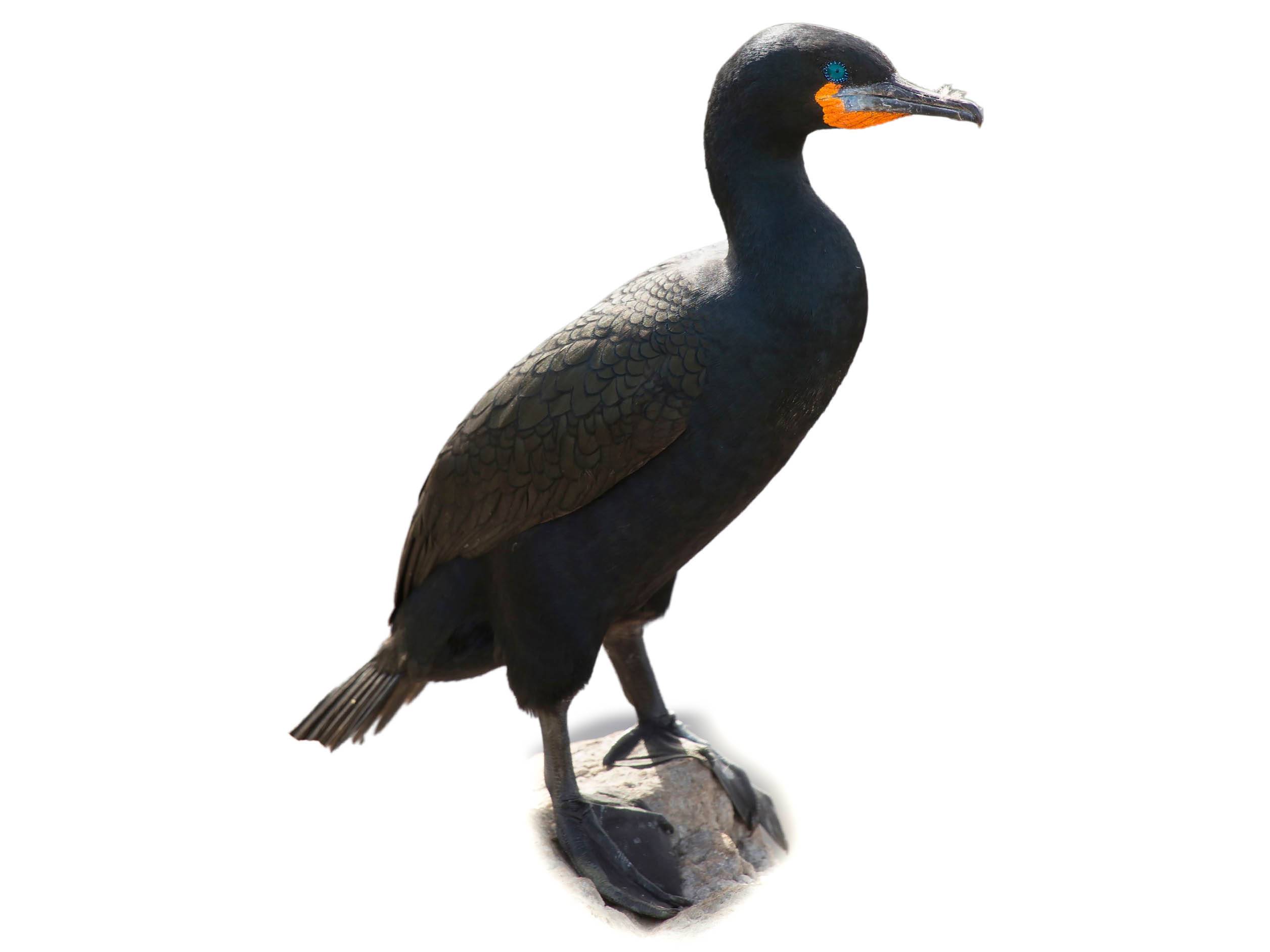 A photo of a Cape Cormorant (Phalacrocorax capensis)