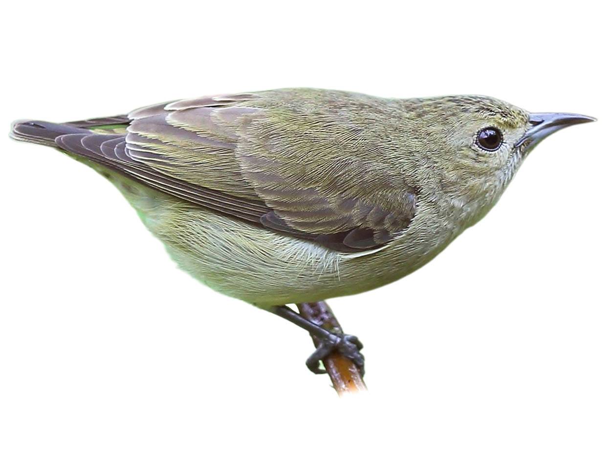 A photo of a Plain Flowerpecker (Dicaeum minullum)