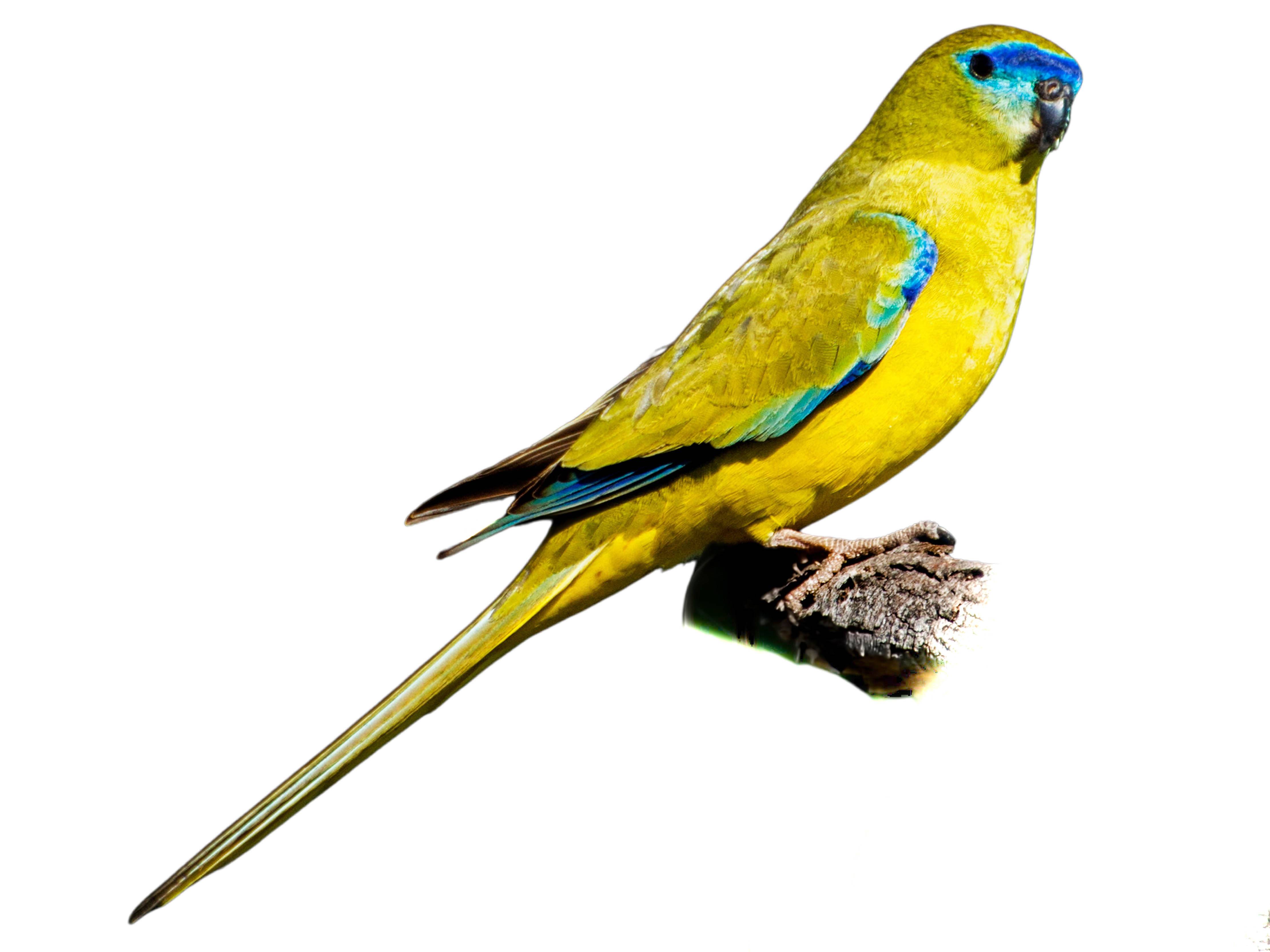 A photo of a Rock Parrot (Neophema petrophila)