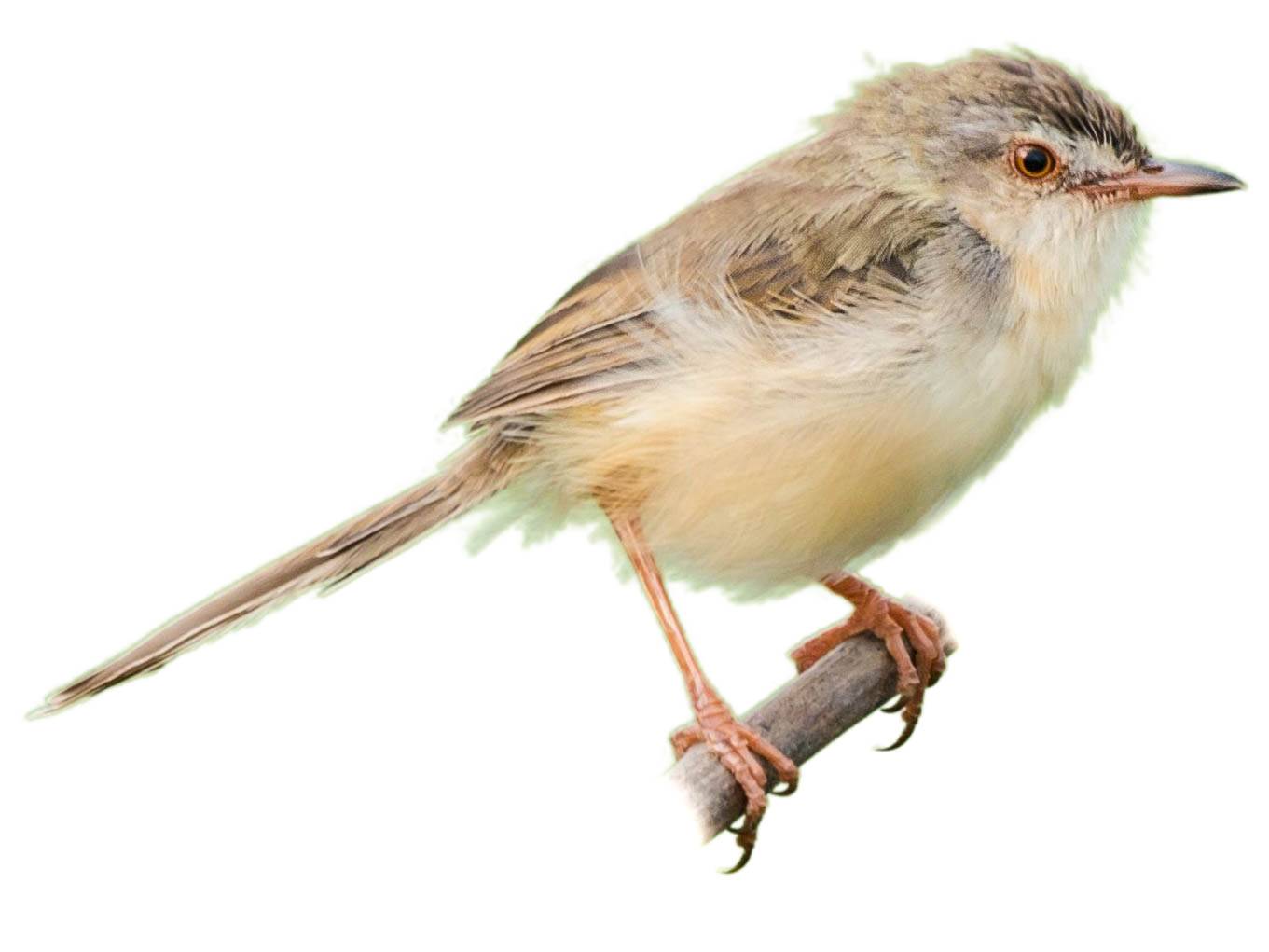 A photo of a Plain Prinia (Prinia inornata)