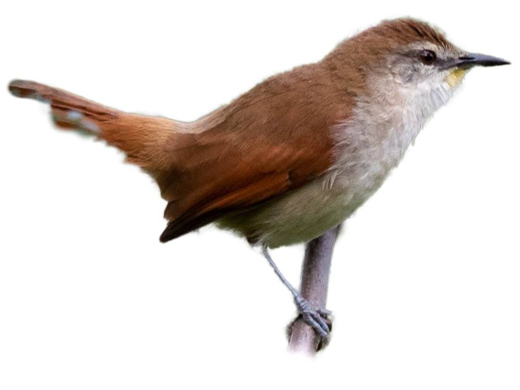 A photo of a Yellow-chinned Spinetail (Certhiaxis cinnamomeus)