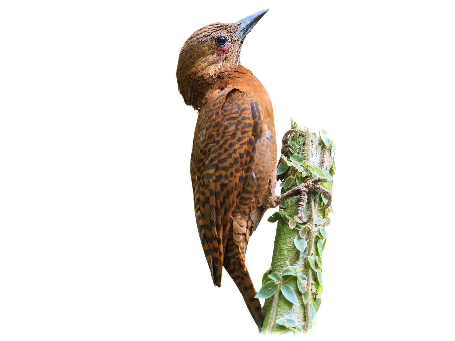 A photo of a Rufous Woodpecker (Micropternus brachyurus)