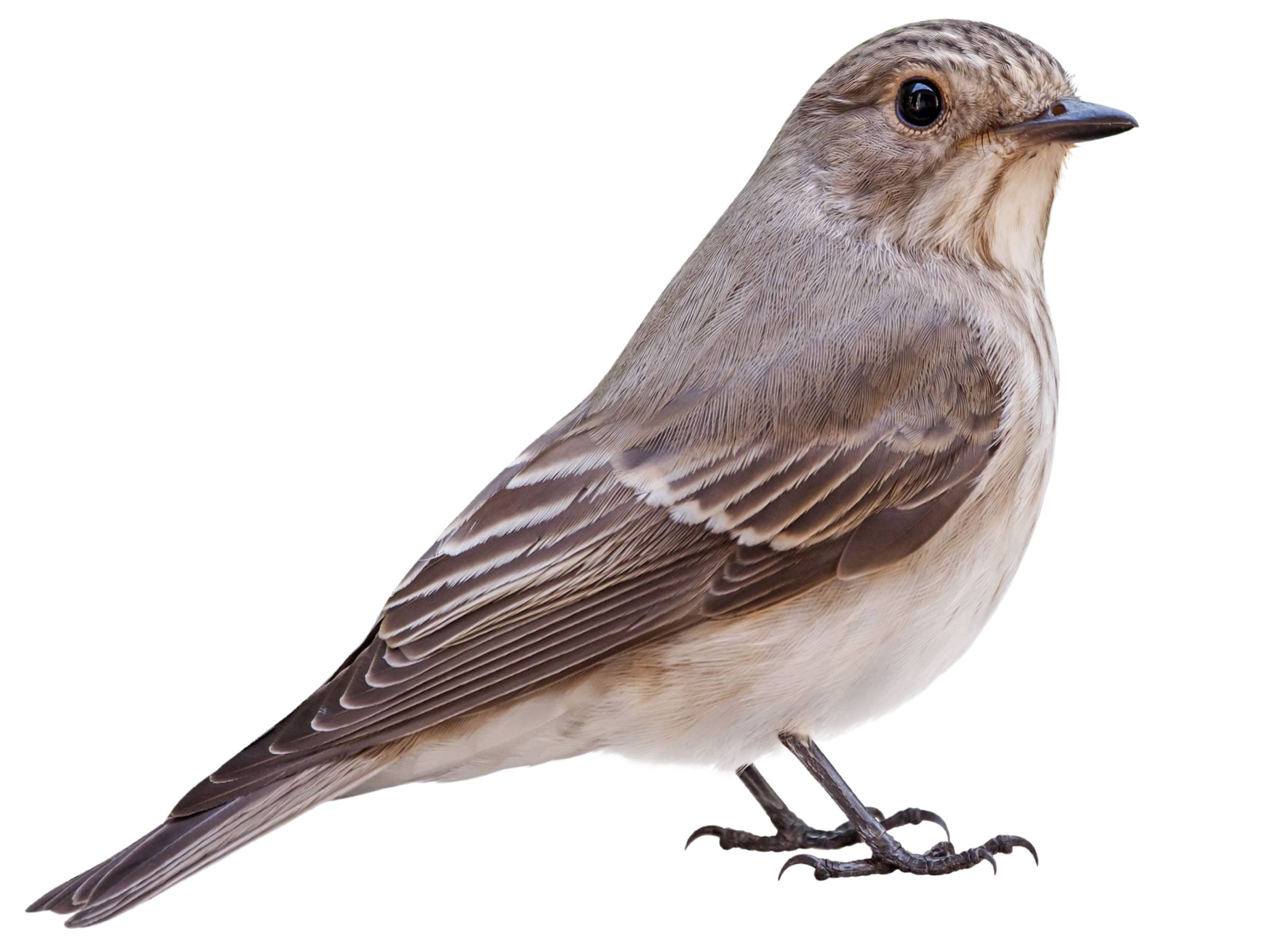 A photo of a Spotted Flycatcher (Muscicapa striata)