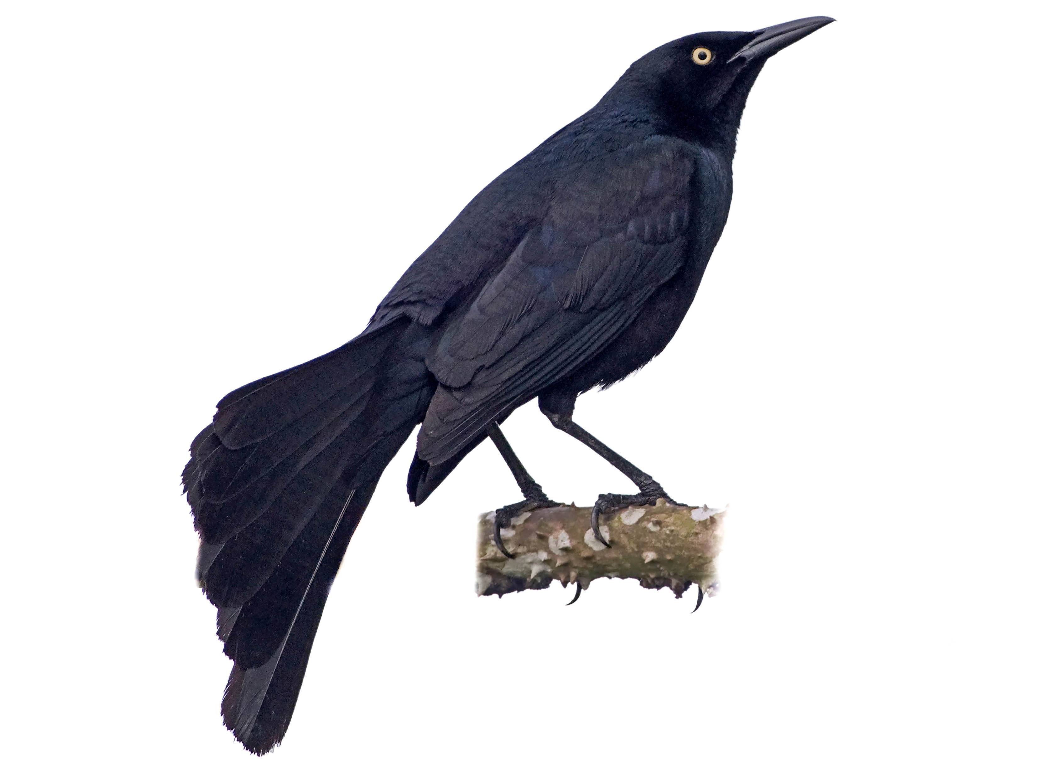 A photo of a Nicaraguan Grackle (Quiscalus nicaraguensis), male