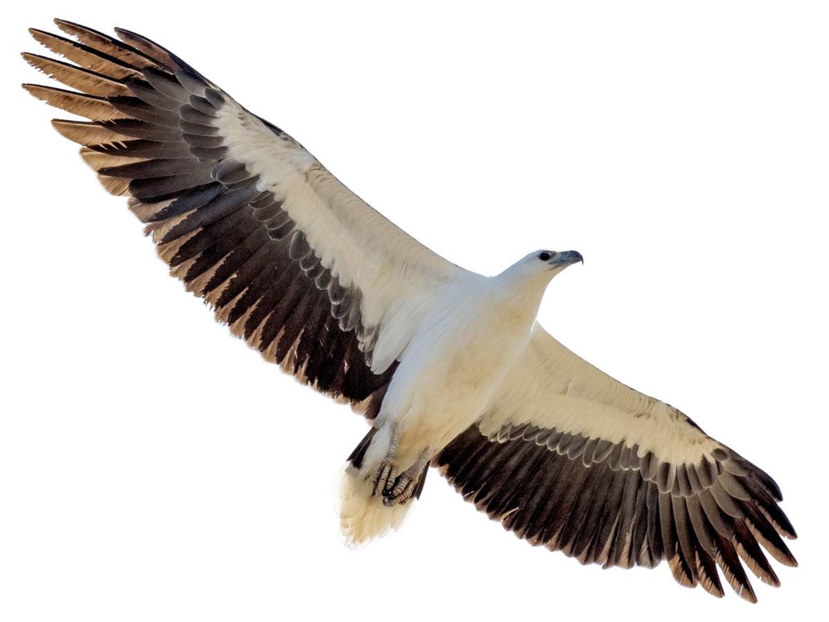 A photo of a White-bellied Sea Eagle (Haliaeetus leucogaster)