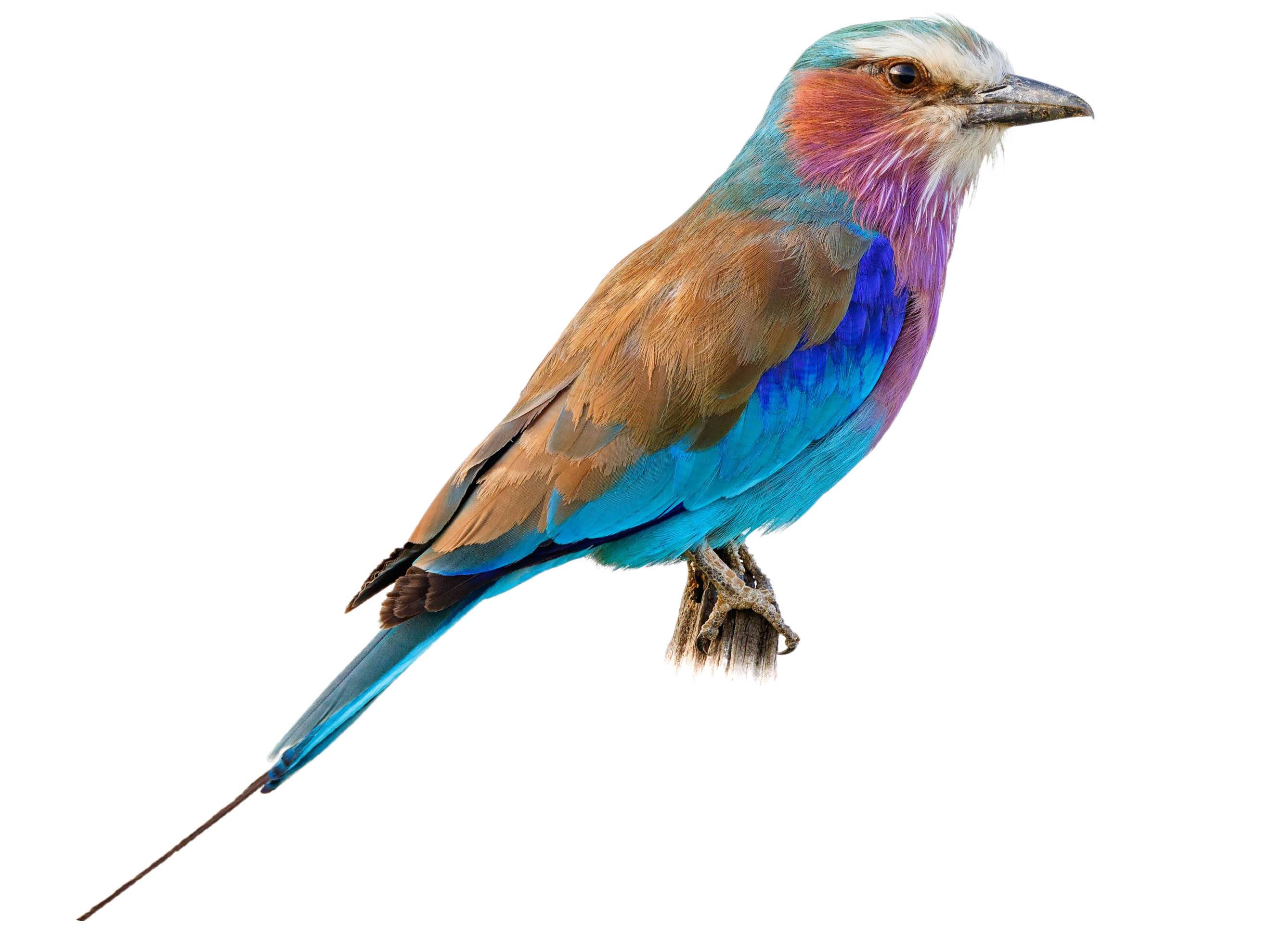 A photo of a Lilac-breasted Roller (Coracias caudatus)