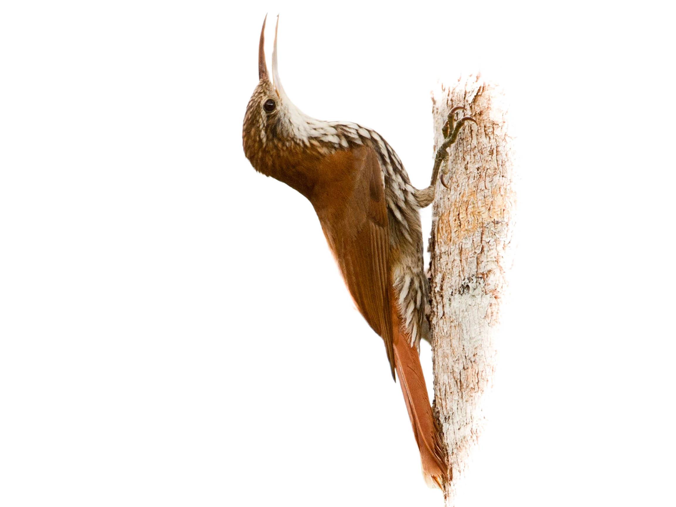 A photo of a Scaled Woodcreeper (Lepidocolaptes squamatus)