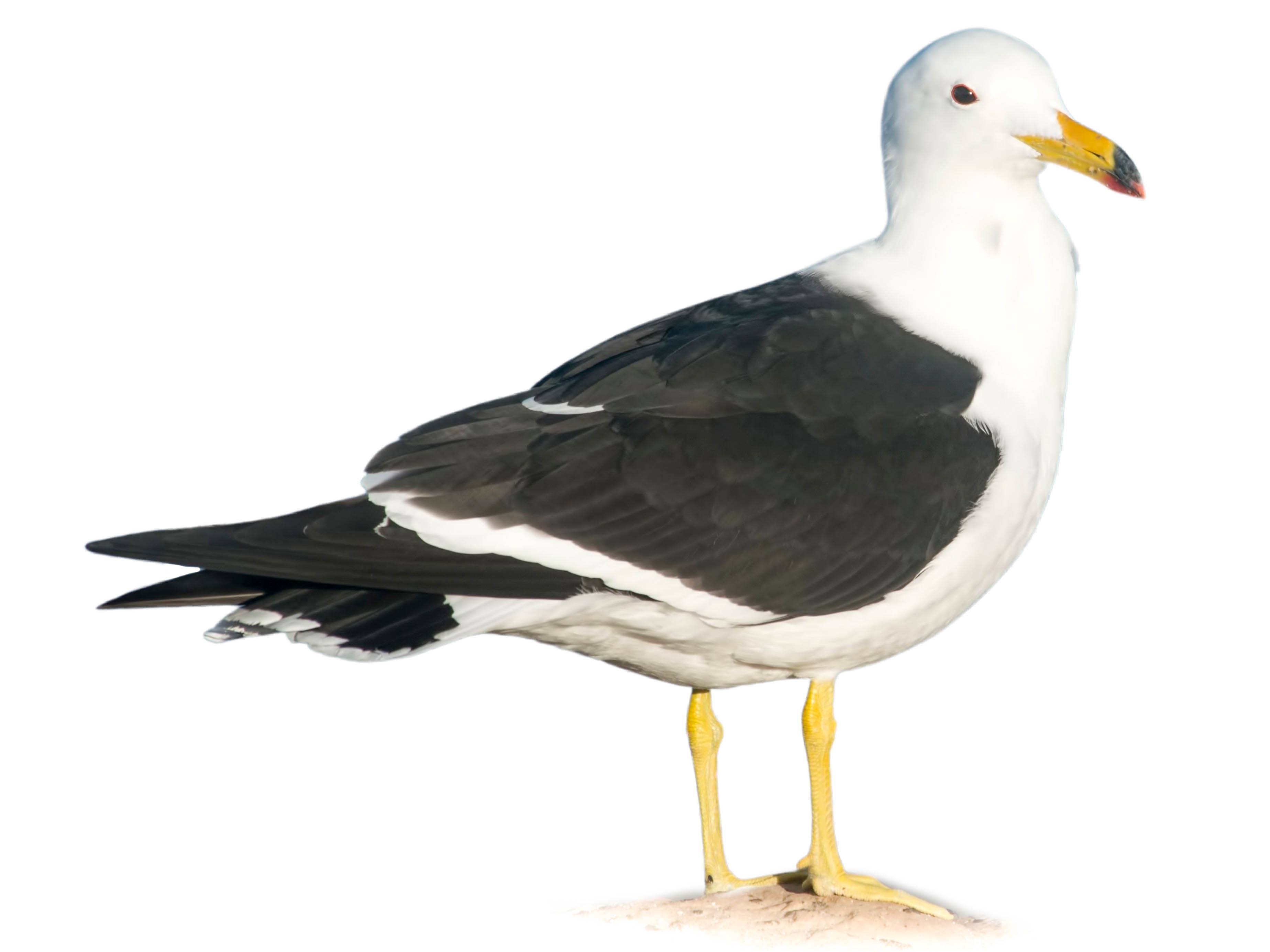 A photo of a Olrog's Gull (Larus atlanticus)