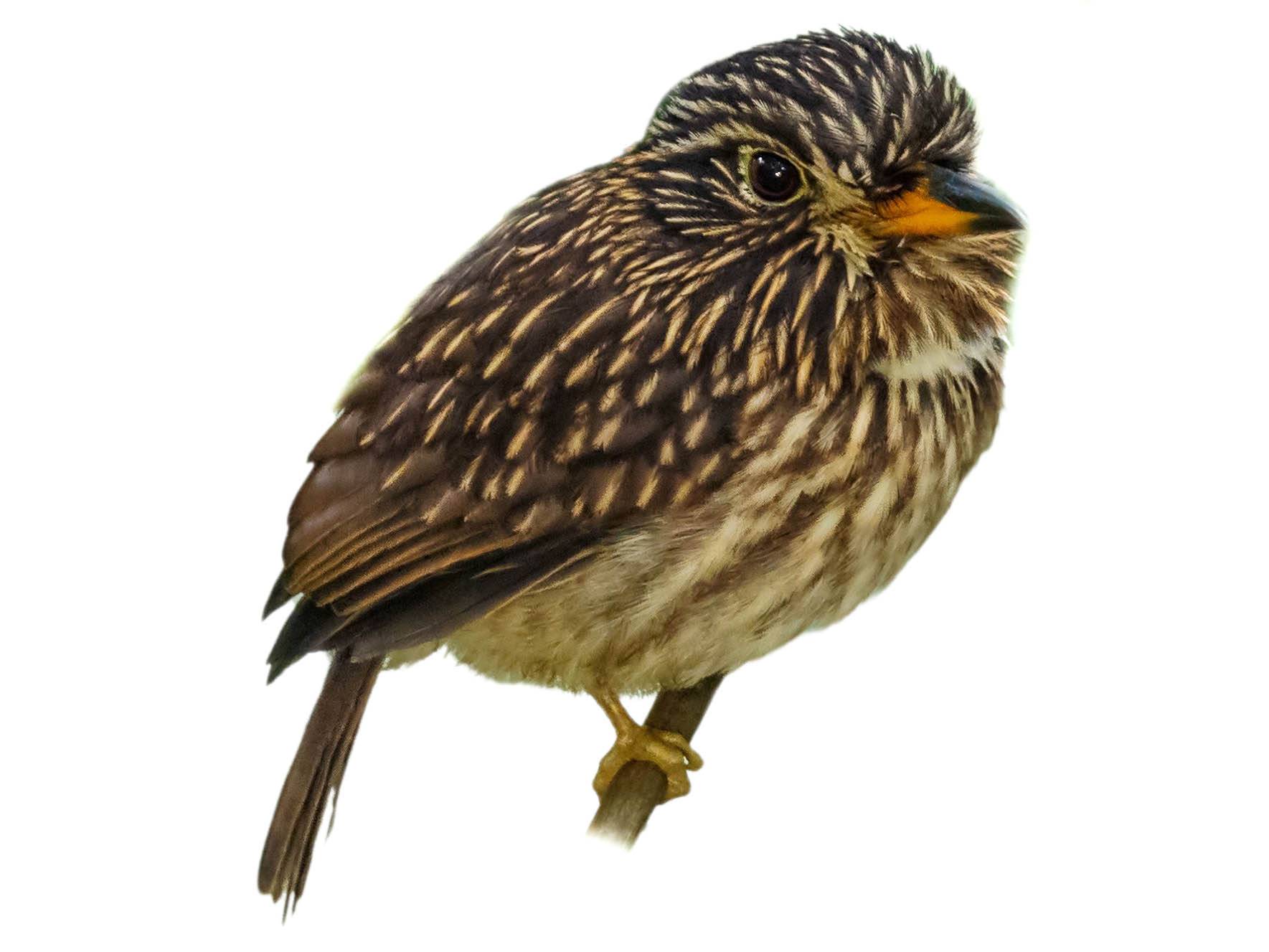 A photo of a White-chested Puffbird (Malacoptila fusca)