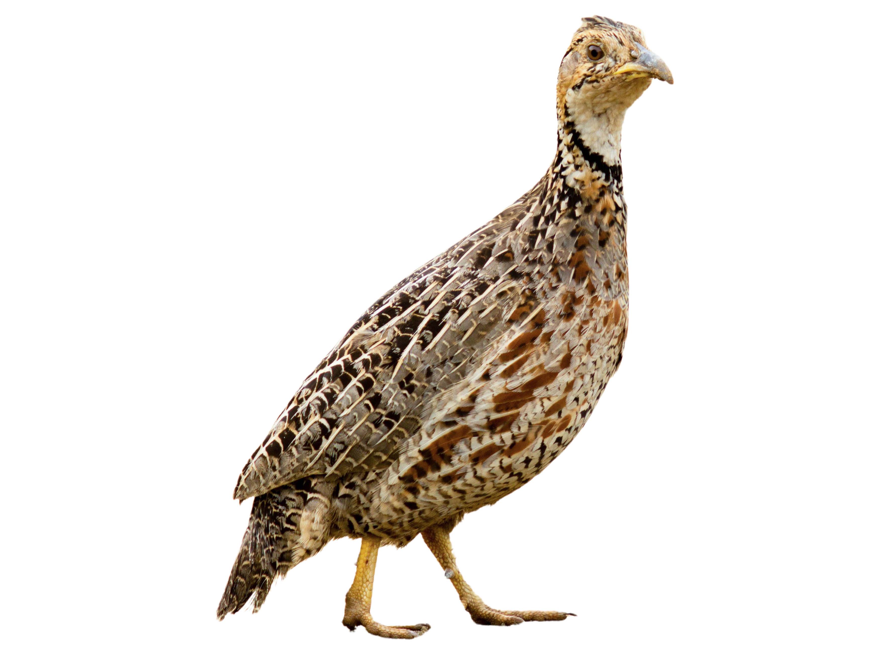 A photo of a Shelley's Francolin (Scleroptila shelleyi)