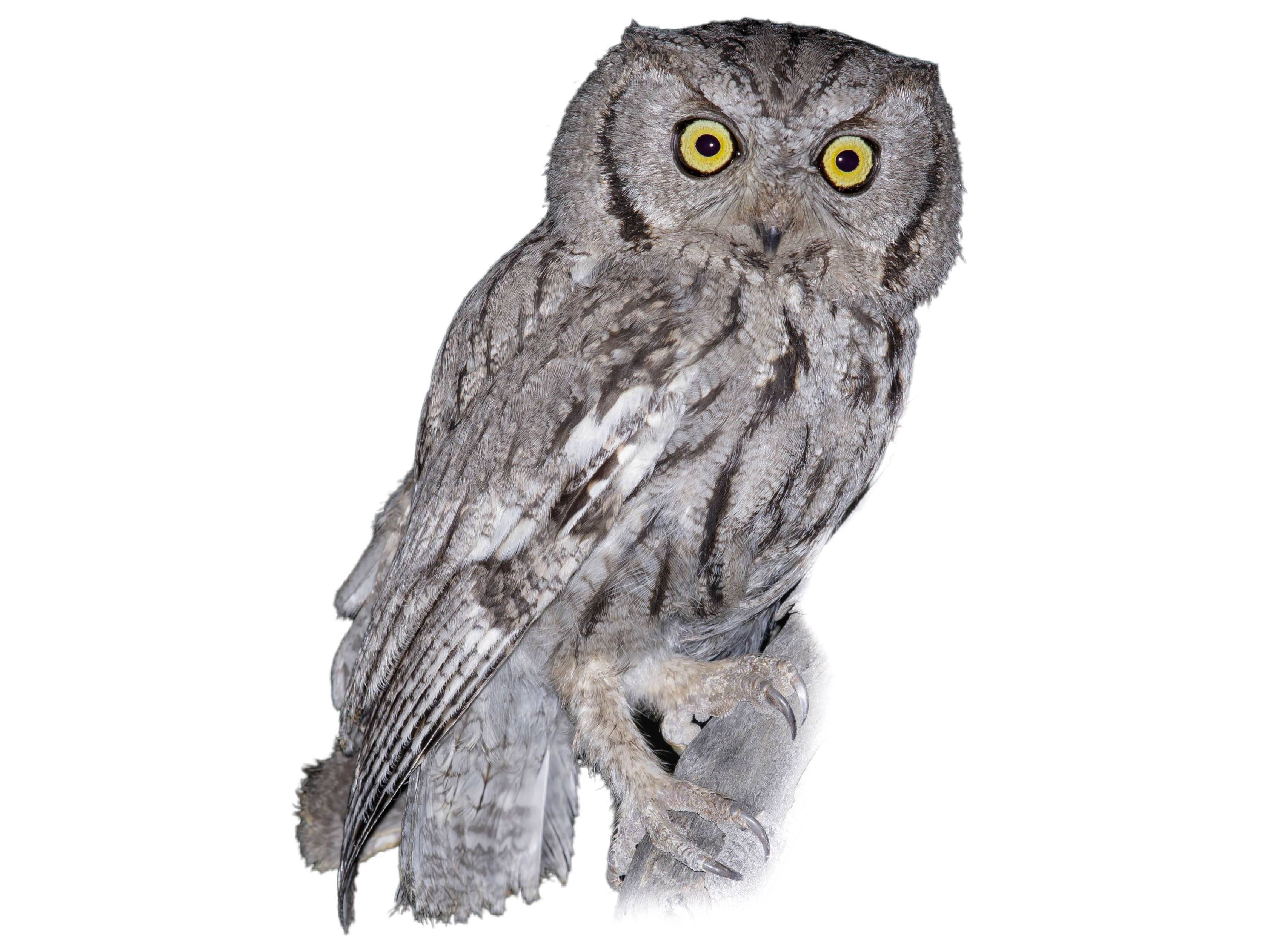 A photo of a Western Screech Owl (Megascops kennicottii)