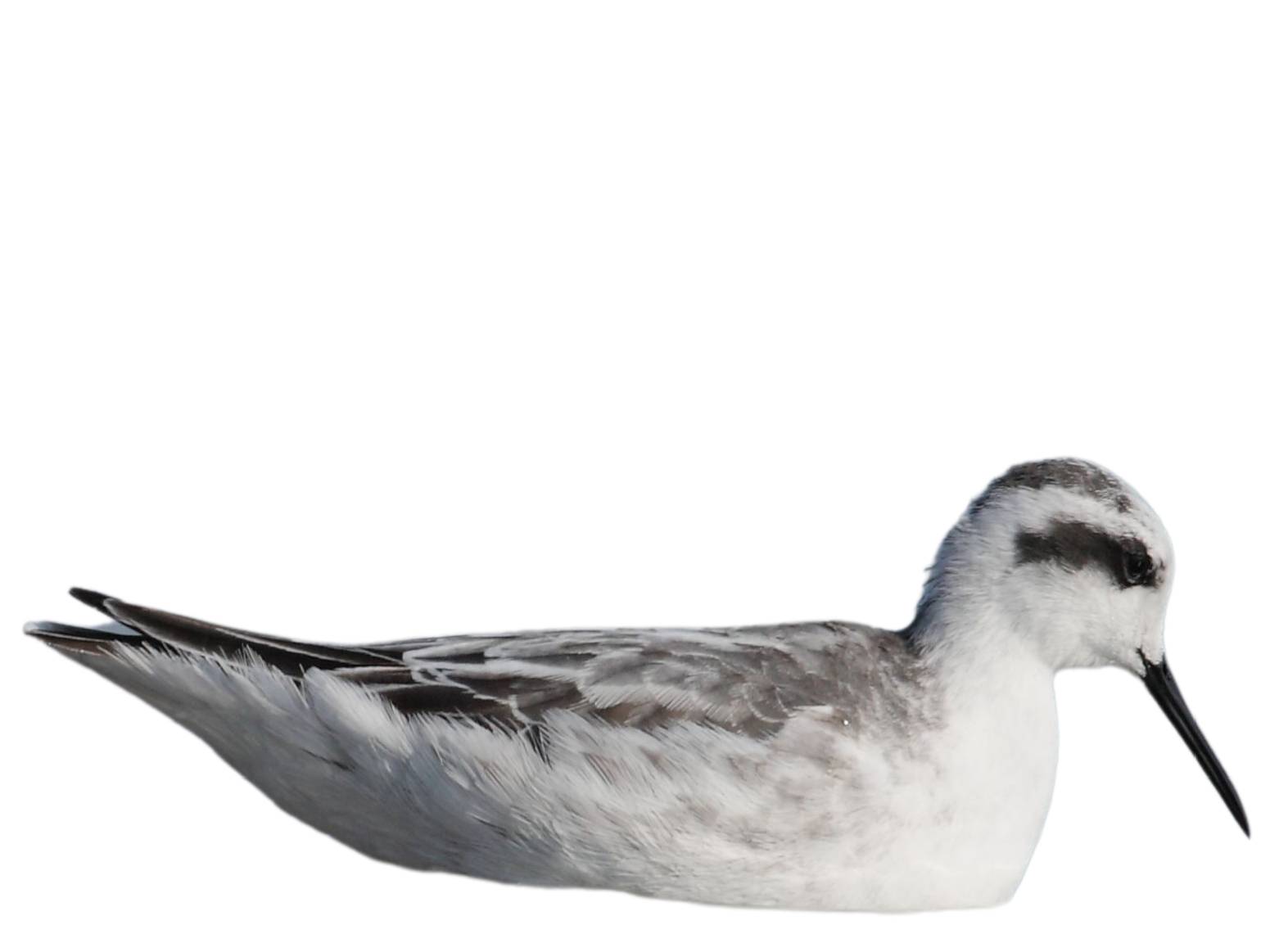 A photo of a Red-necked Phalarope (Phalaropus lobatus)