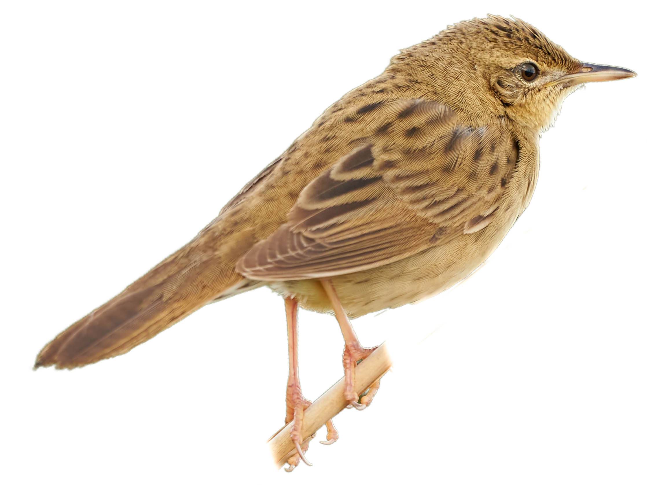 A photo of a Common Grasshopper Warbler (Locustella naevia)