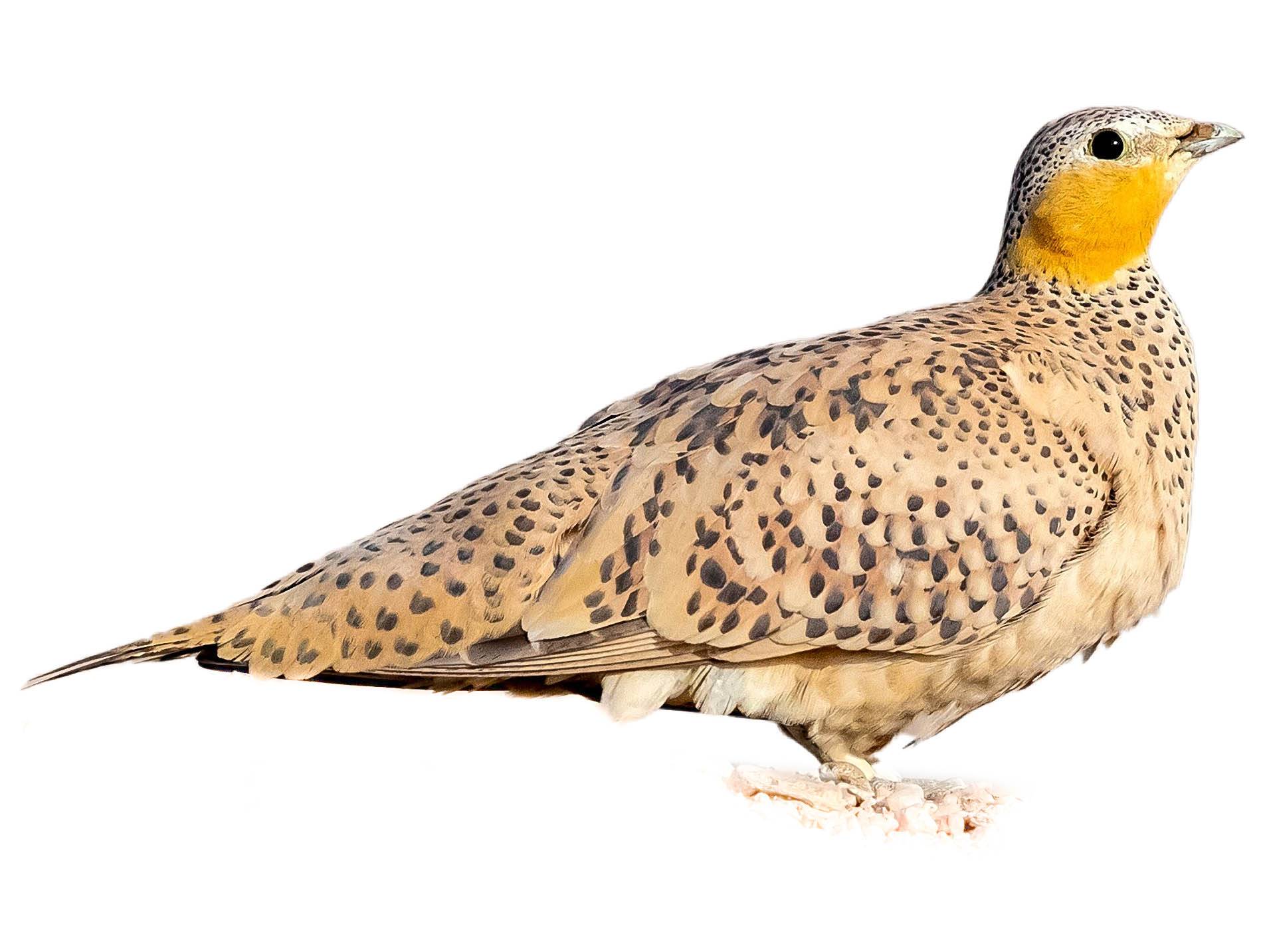 A photo of a Spotted Sandgrouse (Pterocles senegallus), female