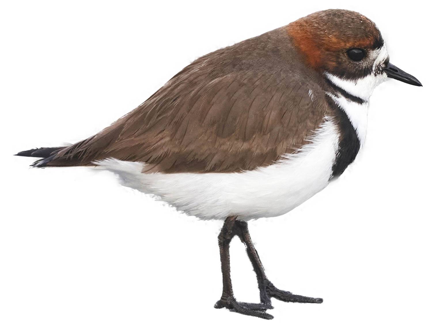 A photo of a Two-banded Plover (Charadrius falklandicus)