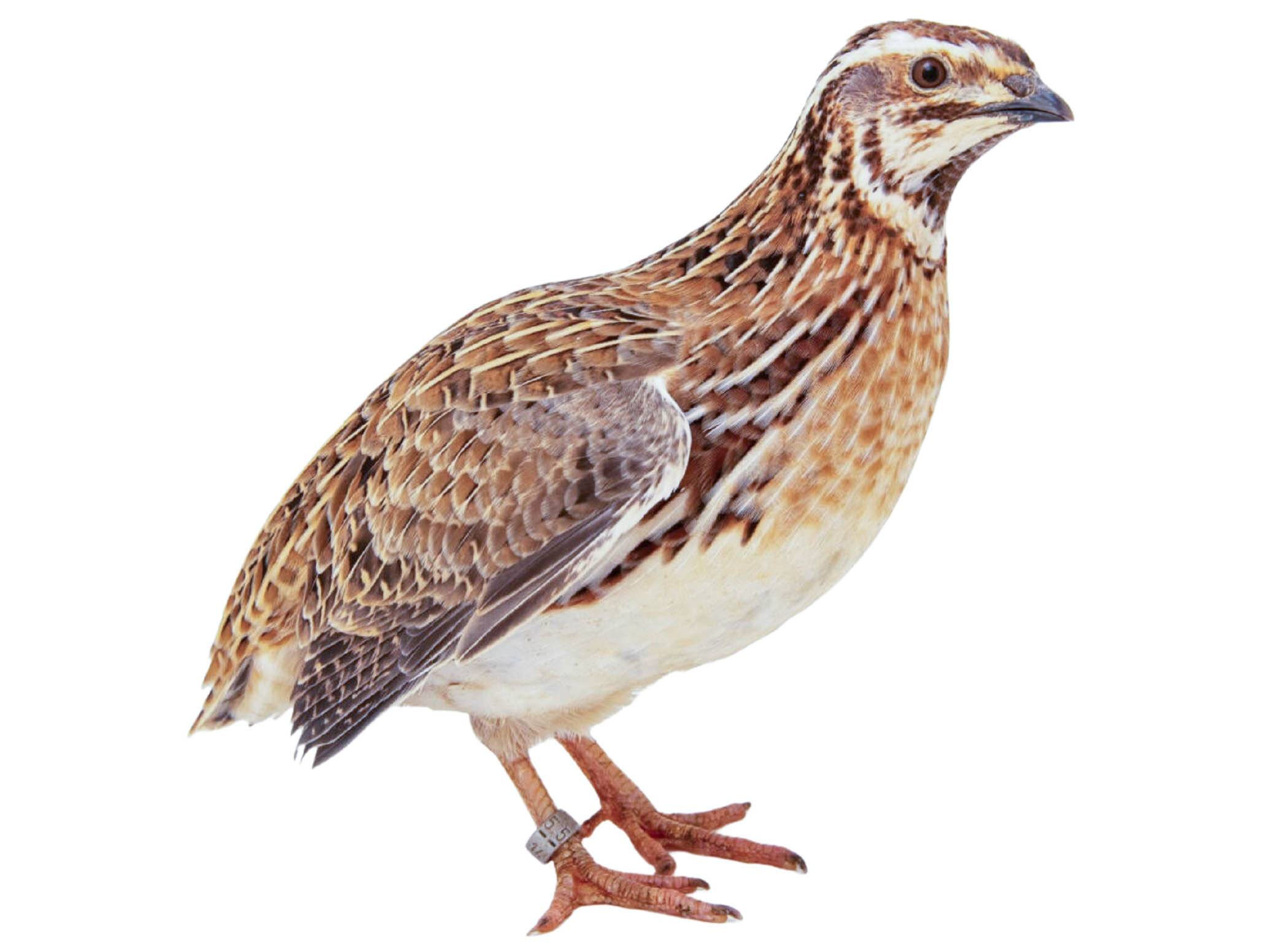 A photo of a Common Quail (Coturnix coturnix), male