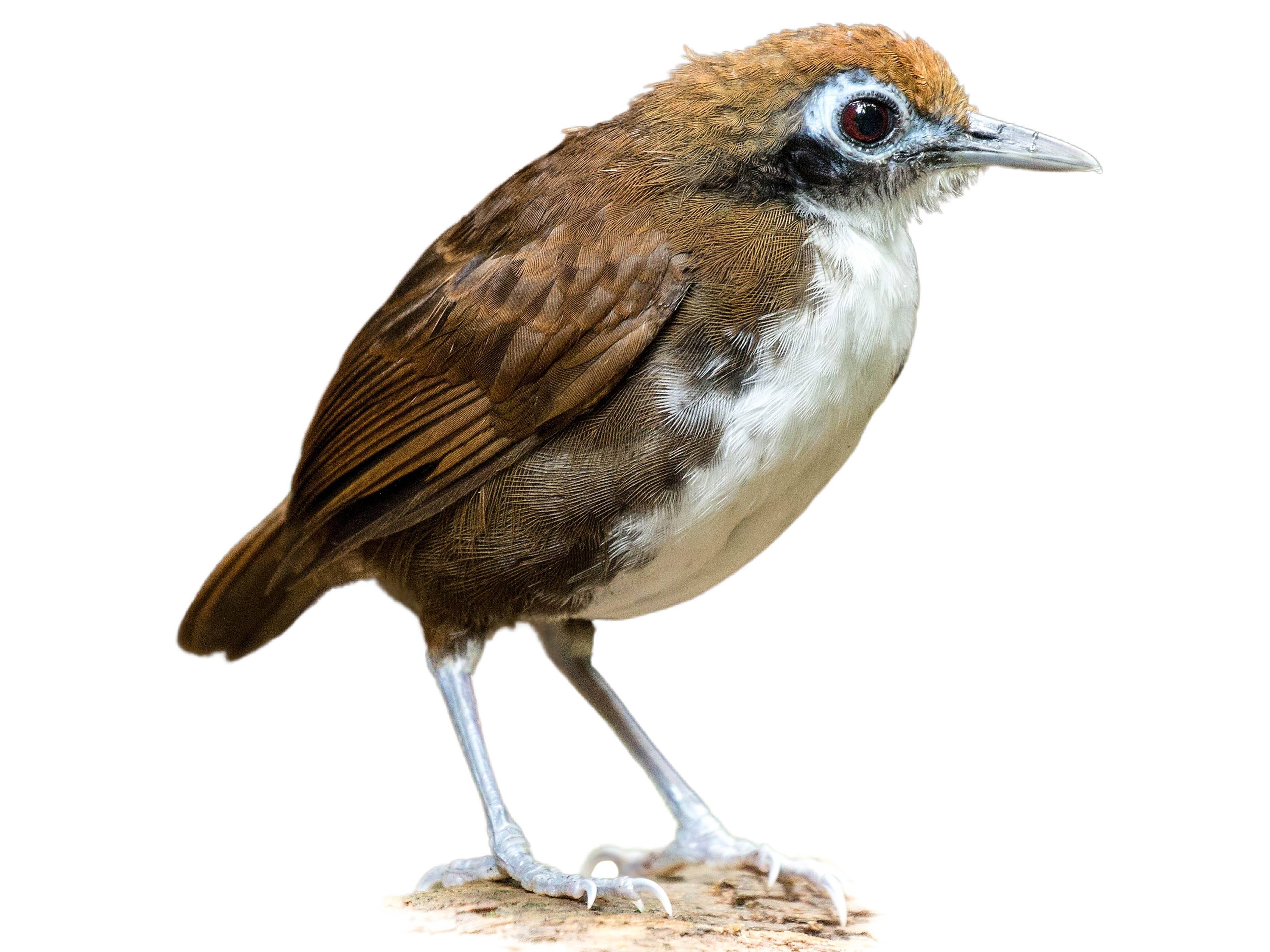 A photo of a Bicolored Antbird (Gymnopithys bicolor)