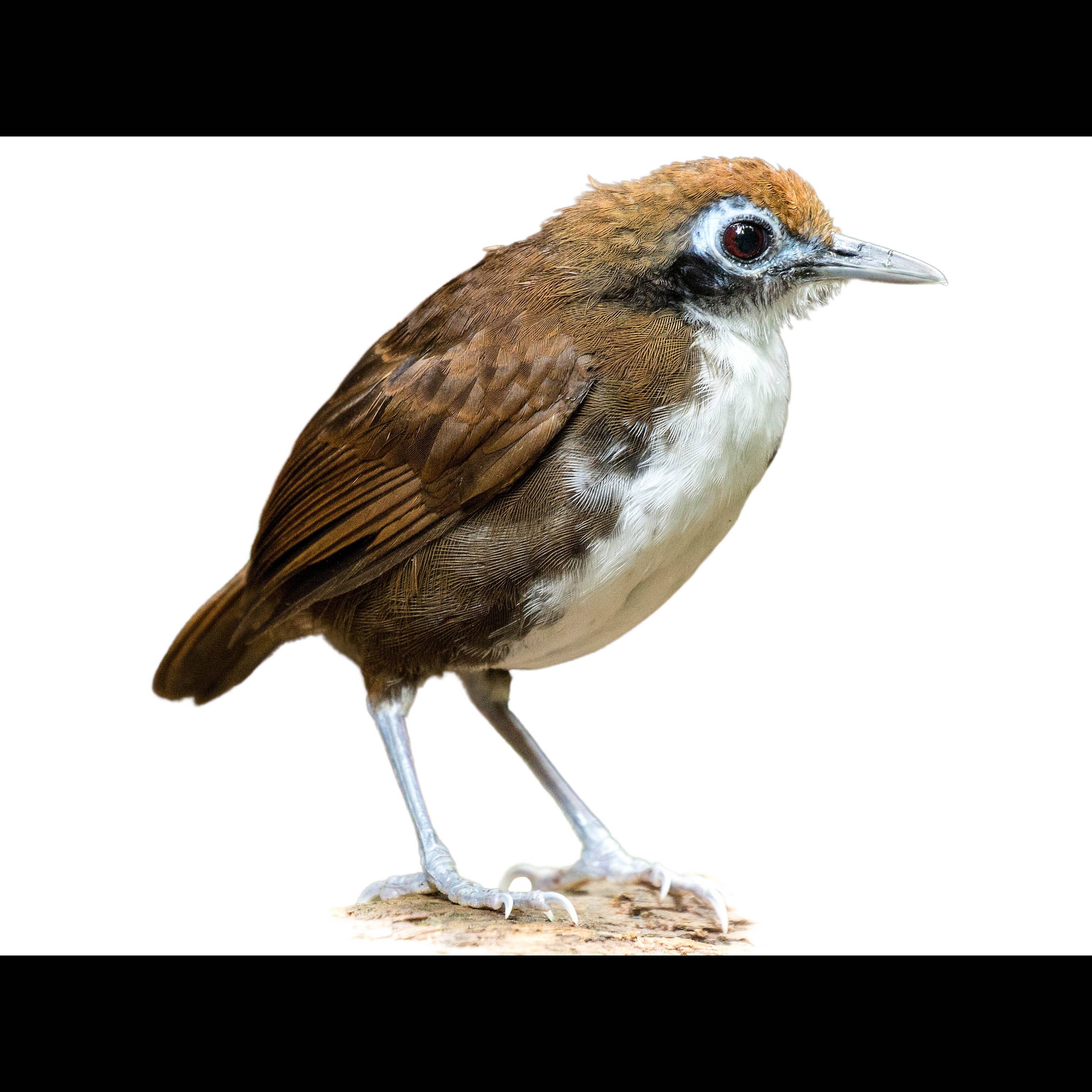 Bicolored Bicolored Antbird (Gymnopithys bicolor) identification - Birda