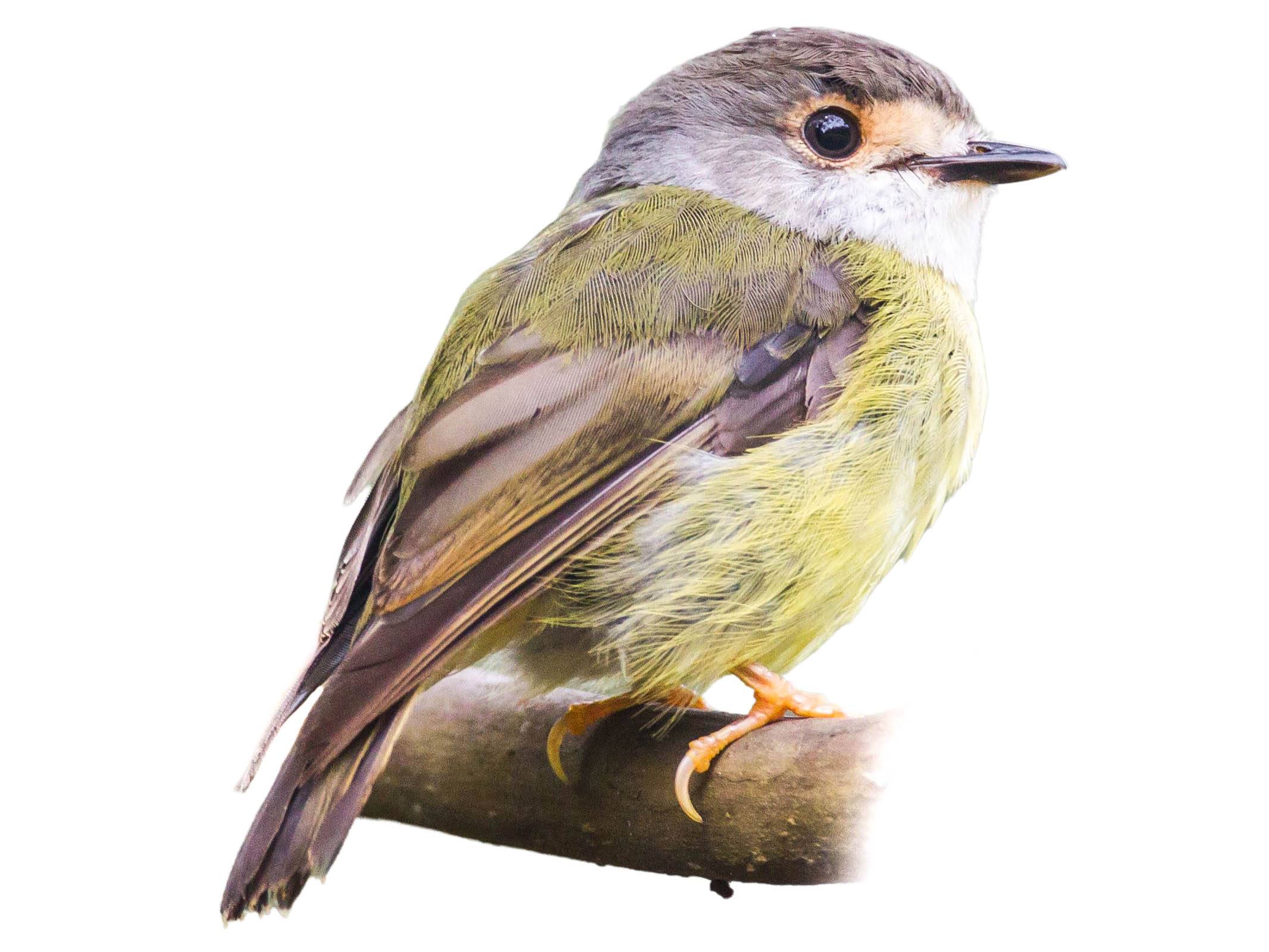 A photo of a Pale-yellow Robin (Tregellasia capito)