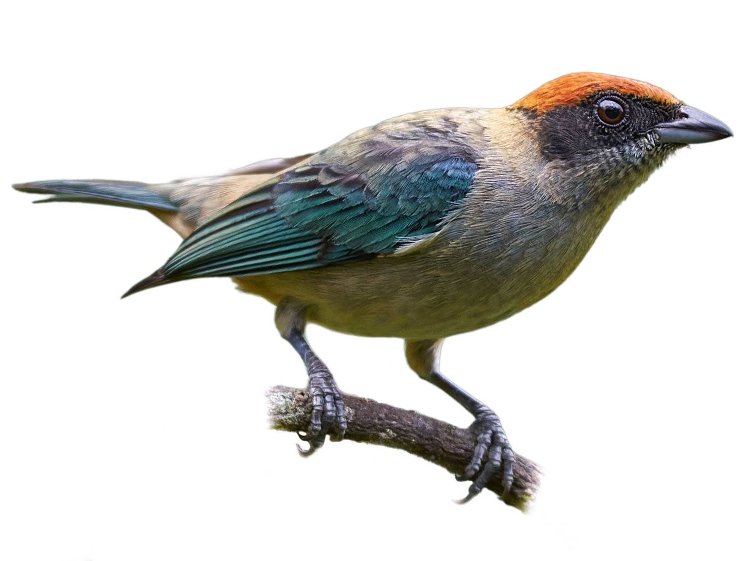 Scrub Tanager | Stilpnia vitriolina | Species Guide | Birda