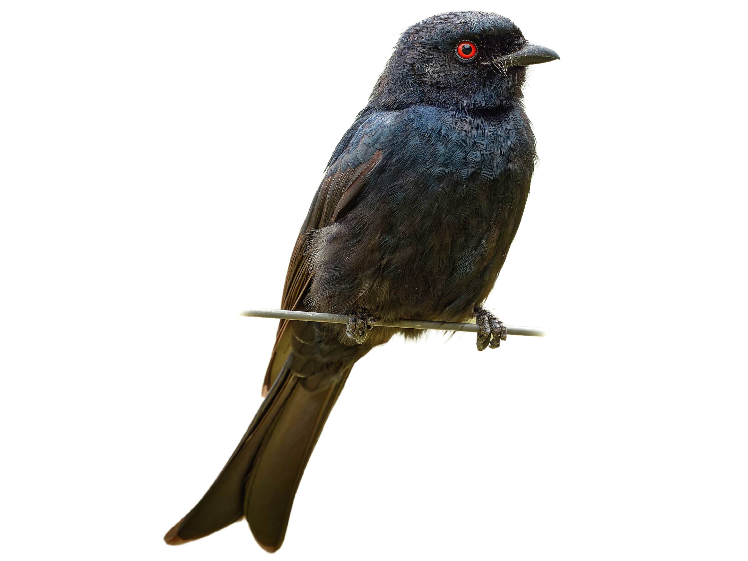 A photo of a Fork-tailed Drongo (Dicrurus adsimilis)