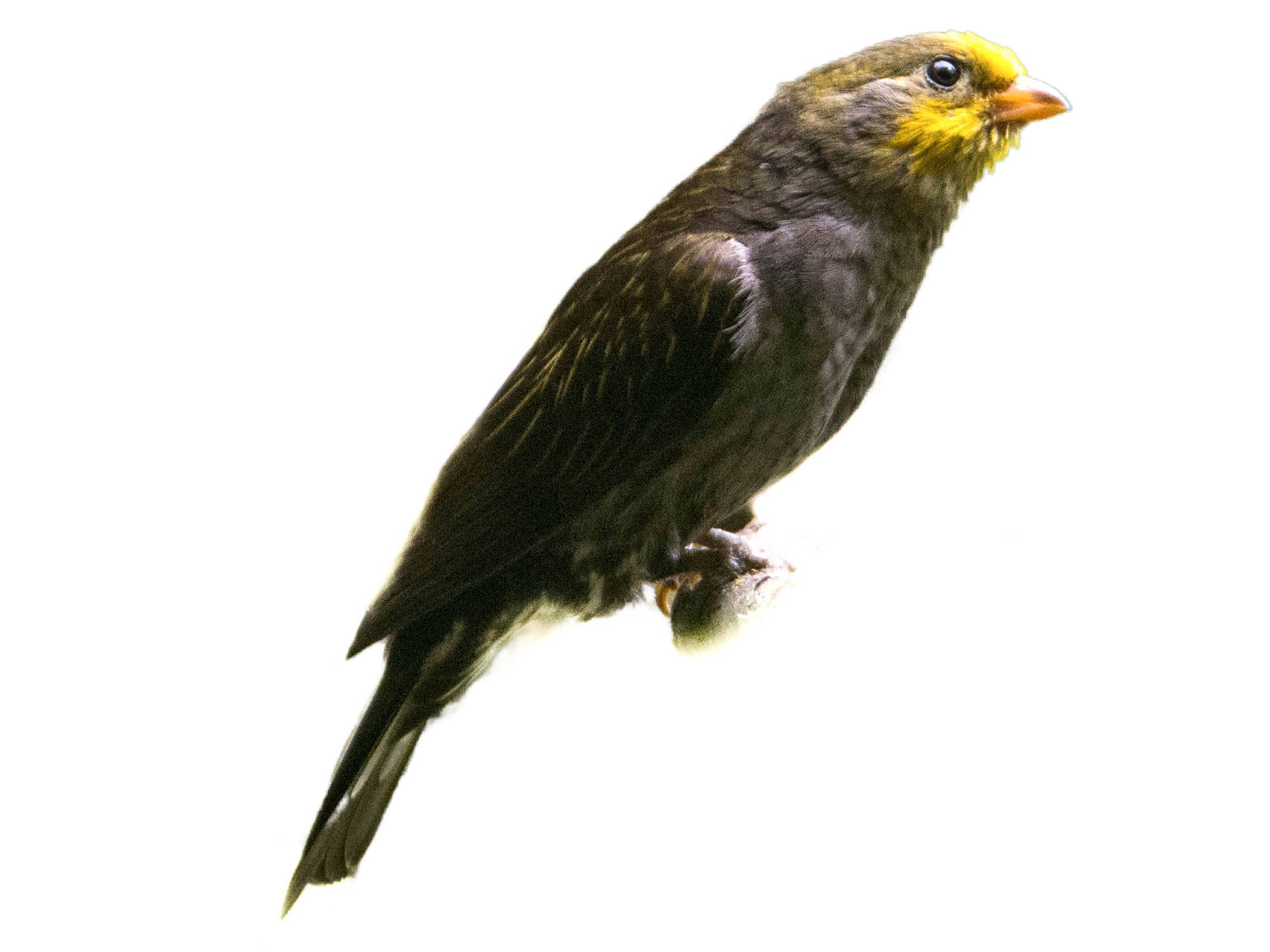 A photo of a Yellow-rumped Honeyguide (Indicator xanthonotus)