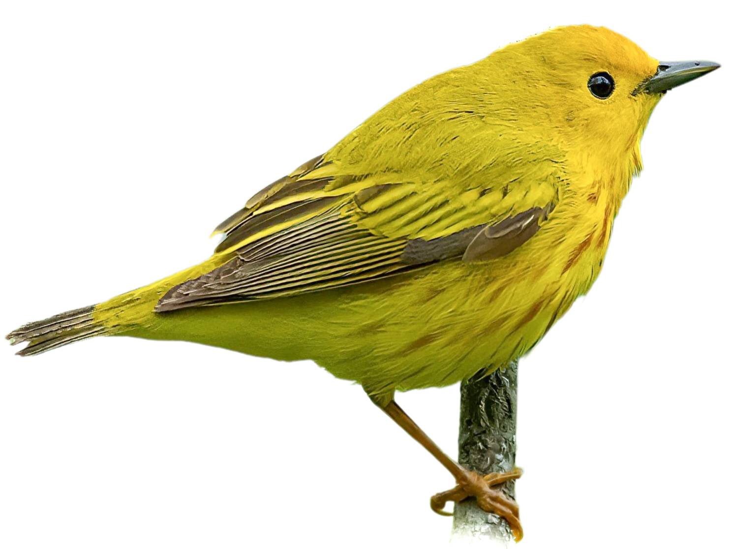 A photo of a American Yellow Warbler (Setophaga aestiva), male