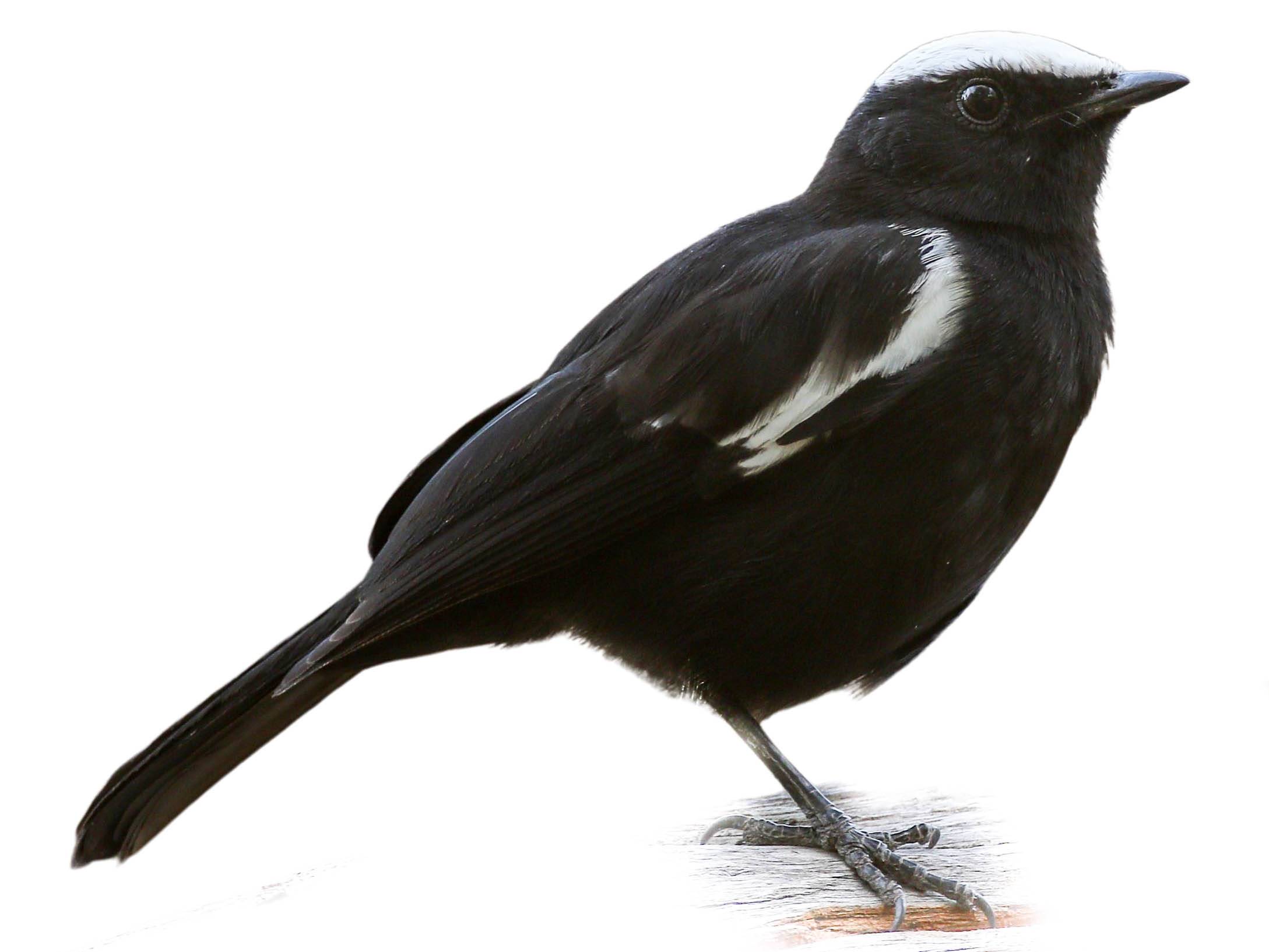 A photo of a Arnot's Chat (Myrmecocichla arnotti), male