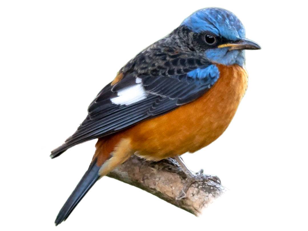 A photo of a Blue-capped Rock Thrush (Monticola cinclorhyncha), male