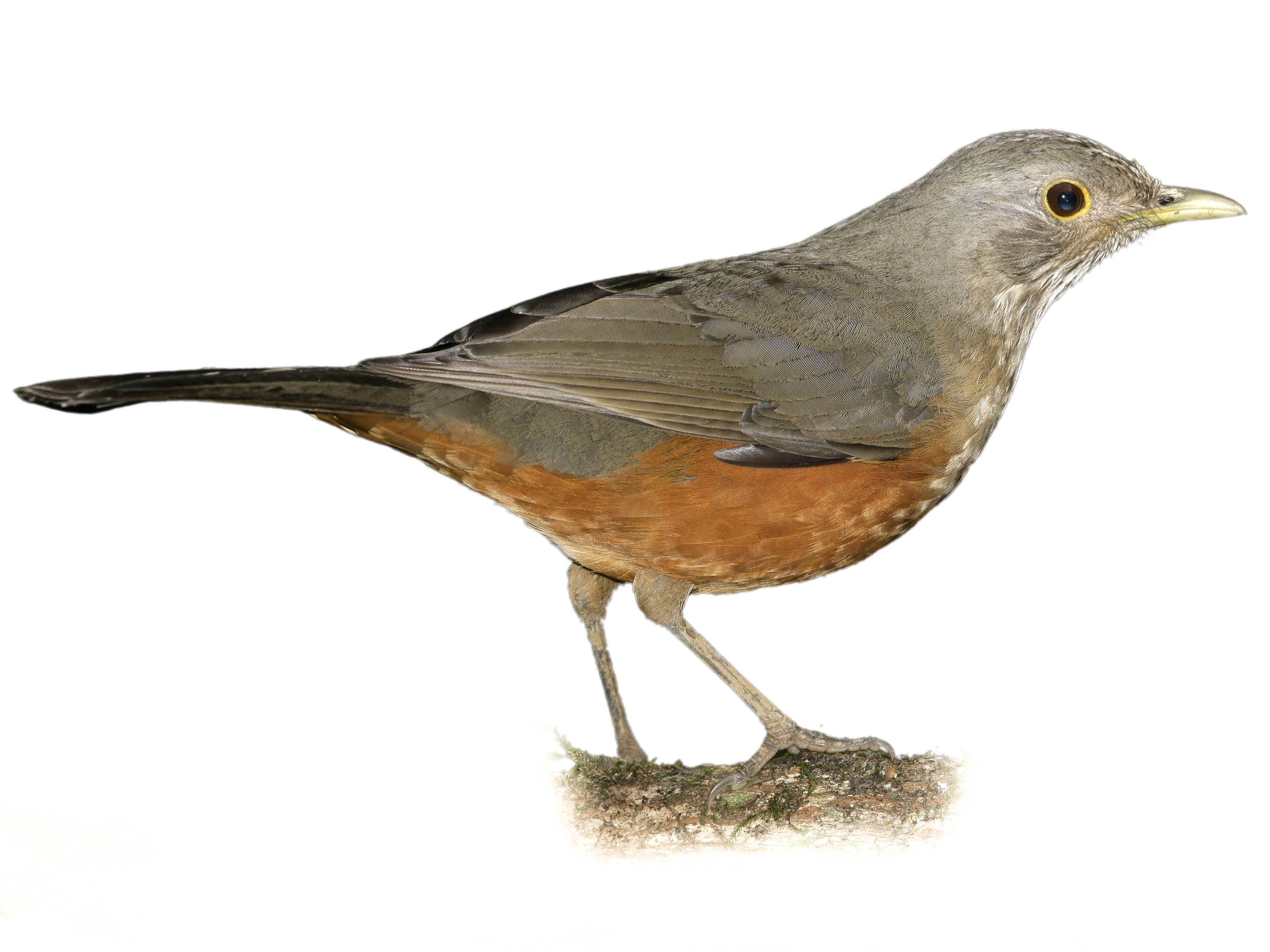 A photo of a Rufous-bellied Thrush (Turdus rufiventris)